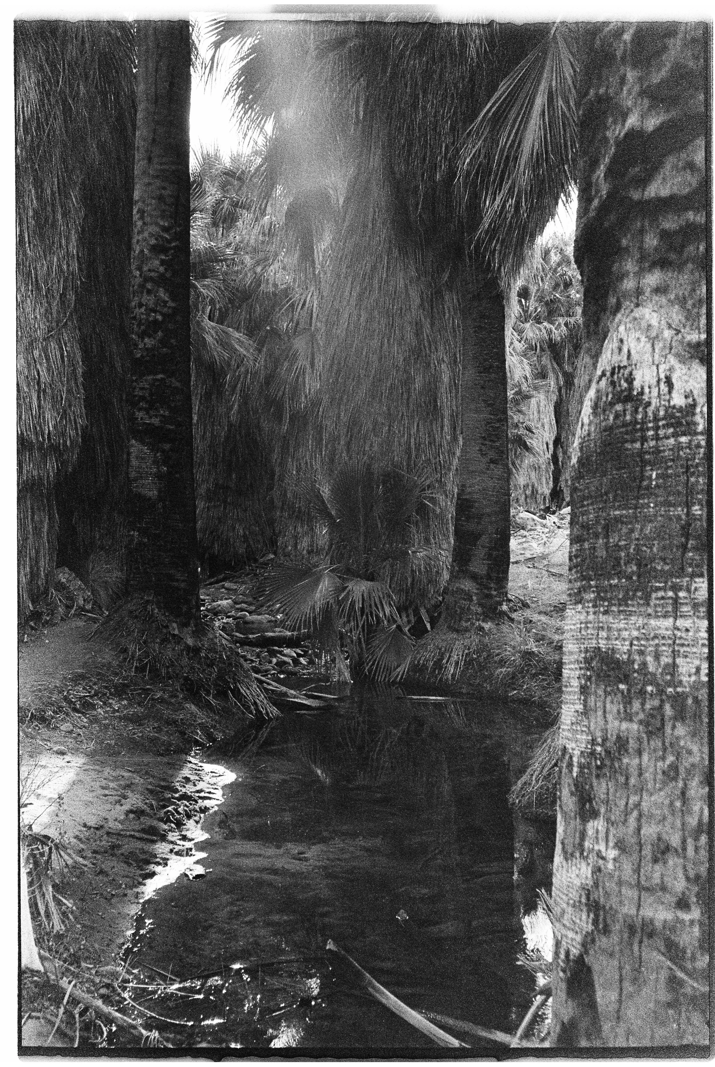 Black and white photograph of a tropical jungle scene with large palm trees, dense foliage, and a small stream flowing through the undergrowth.