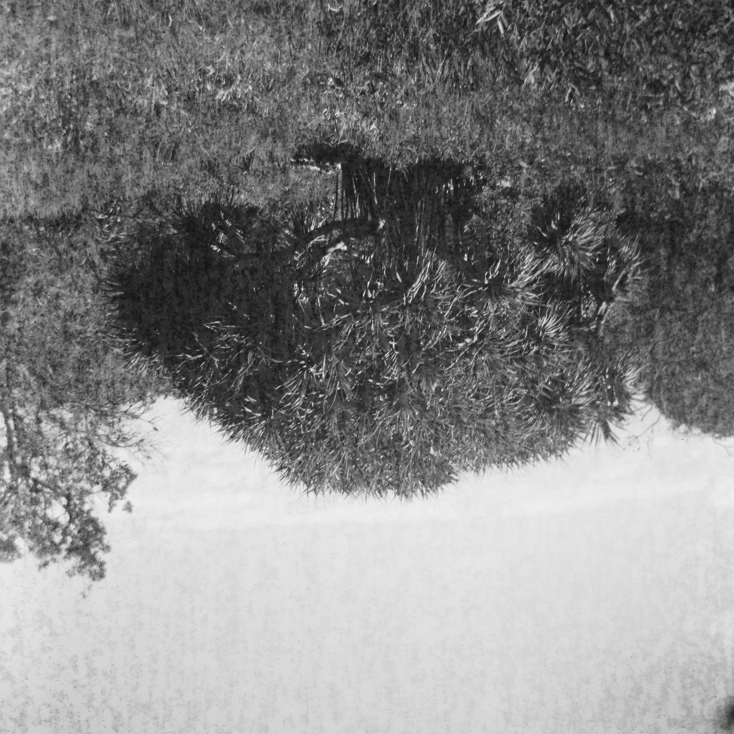 A black and white photo of a large, dense cactus with spines, situated on grassy ground with some trees in the background.