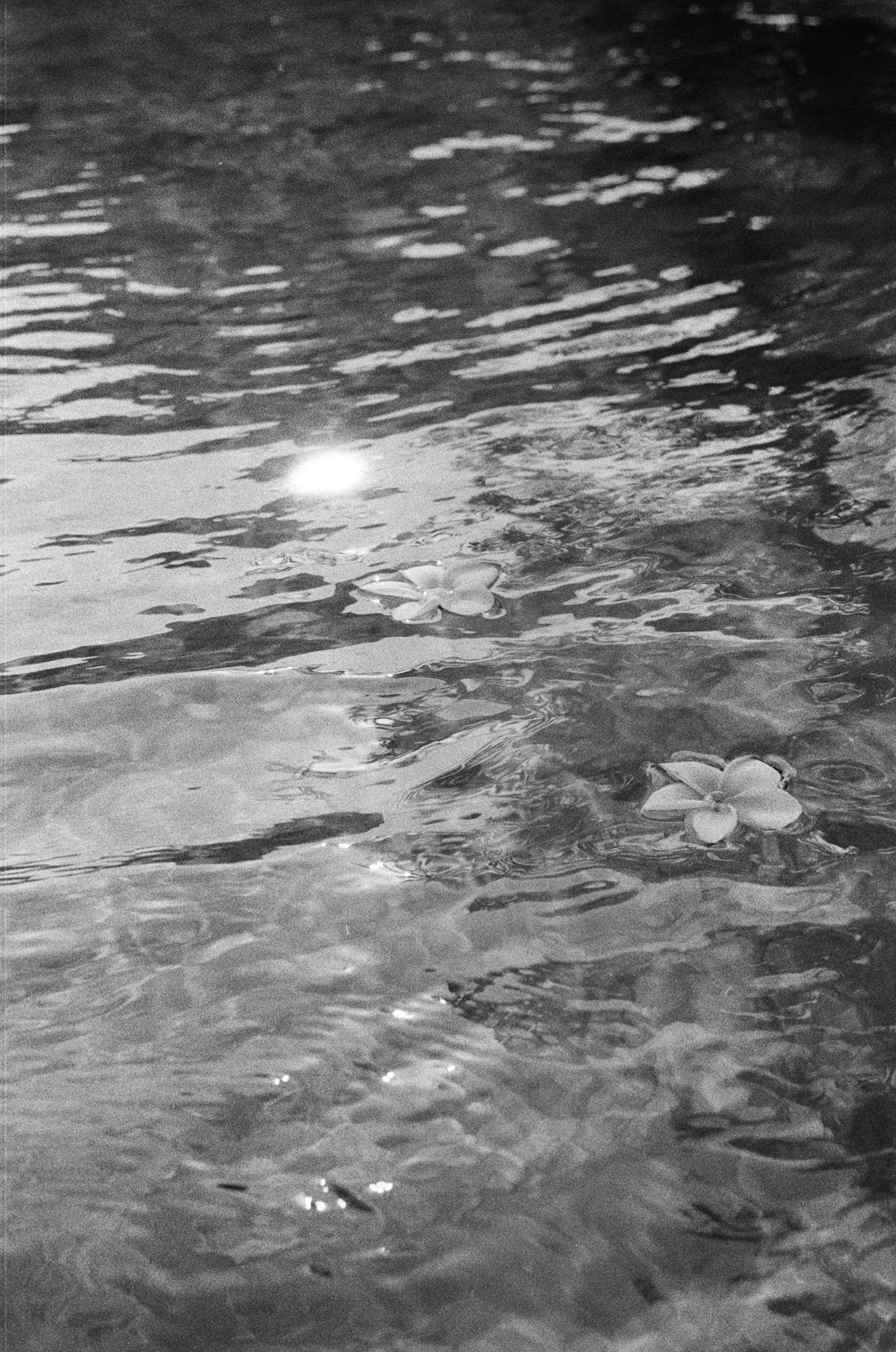 Black and white photo of water with reflections, two flowers floating on the surface.