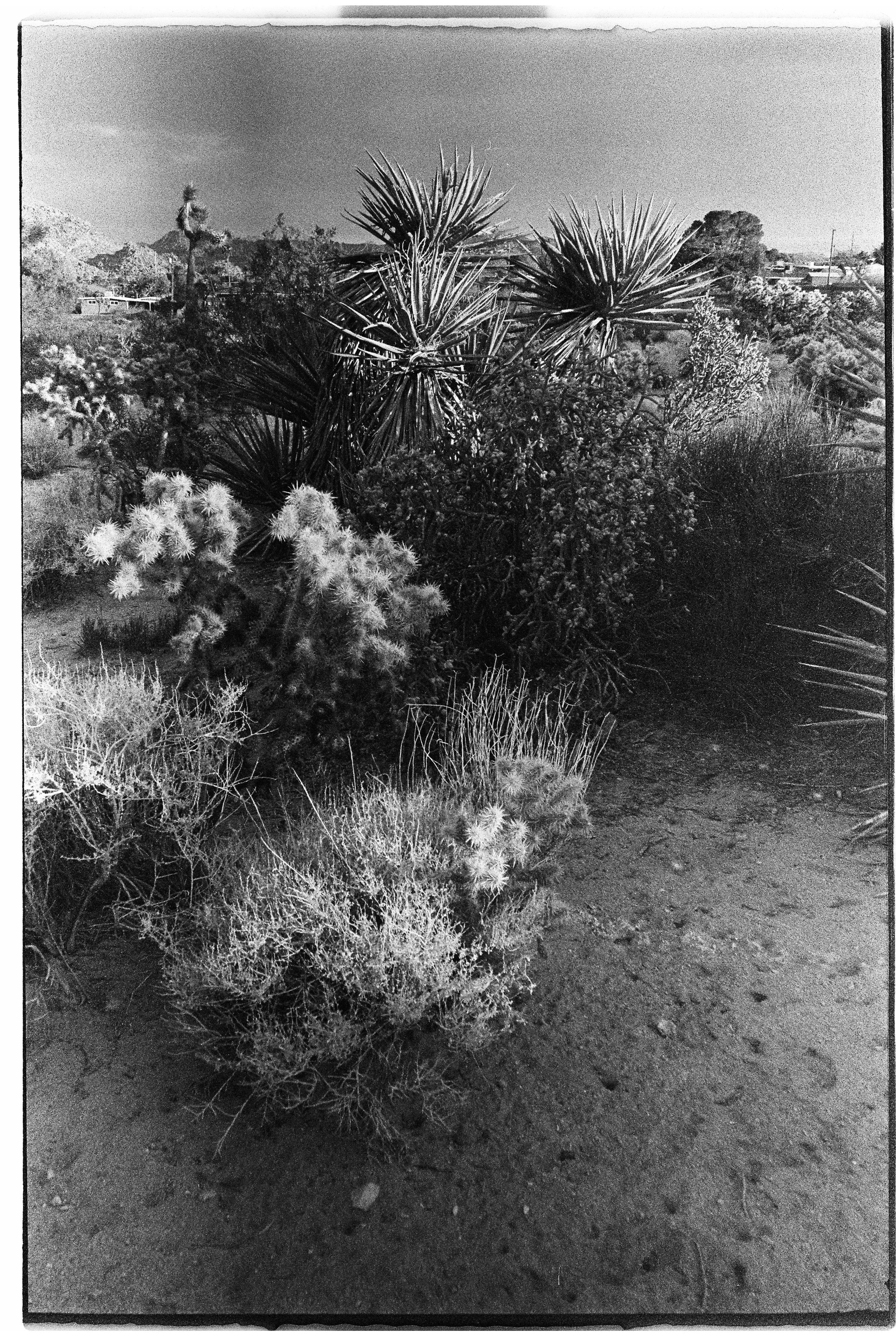 A desert landscape with various cacti and drought-tolerant plants under a cloudy sky.