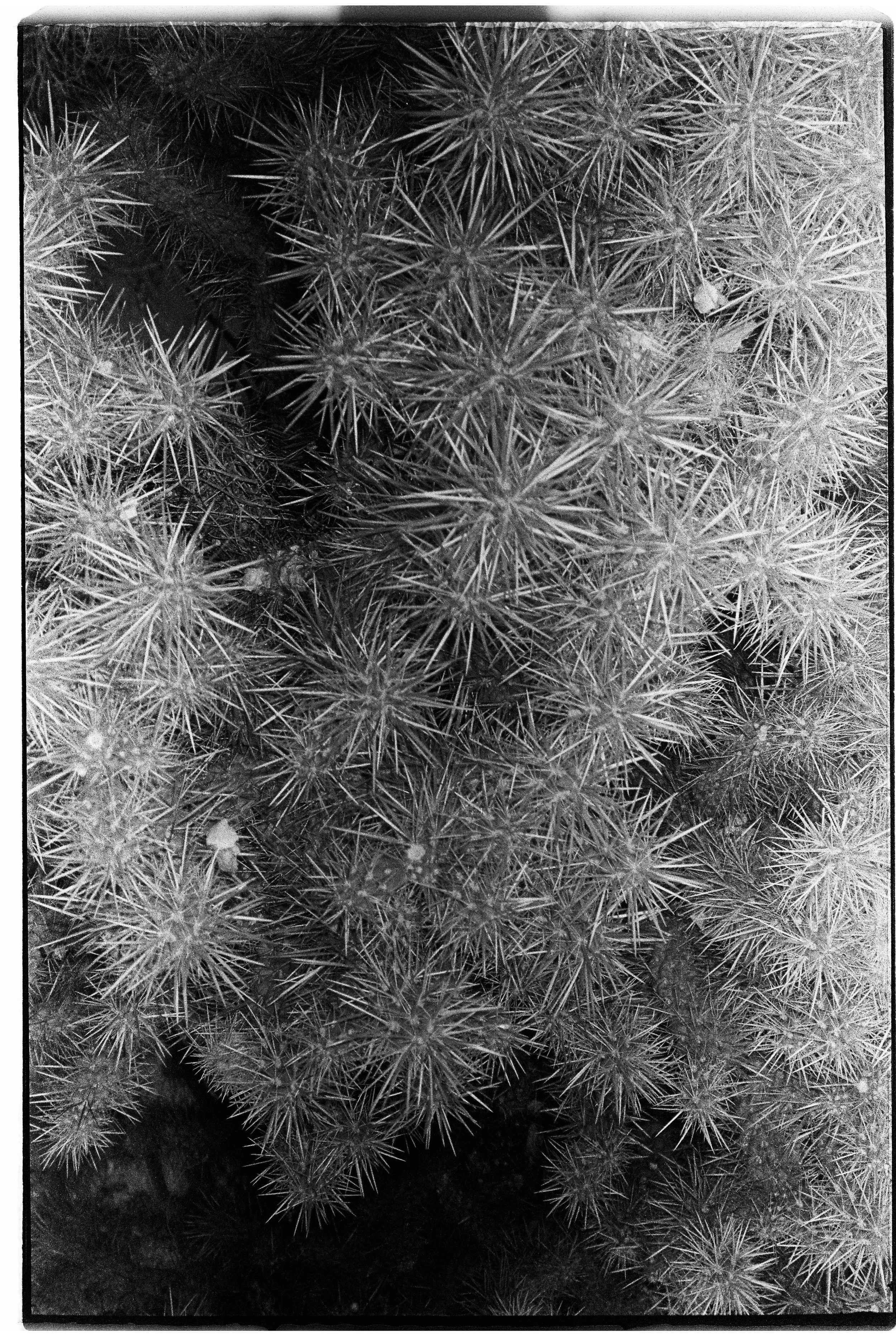 Close-up of spiky cactus plants with numerous sharp needles.
