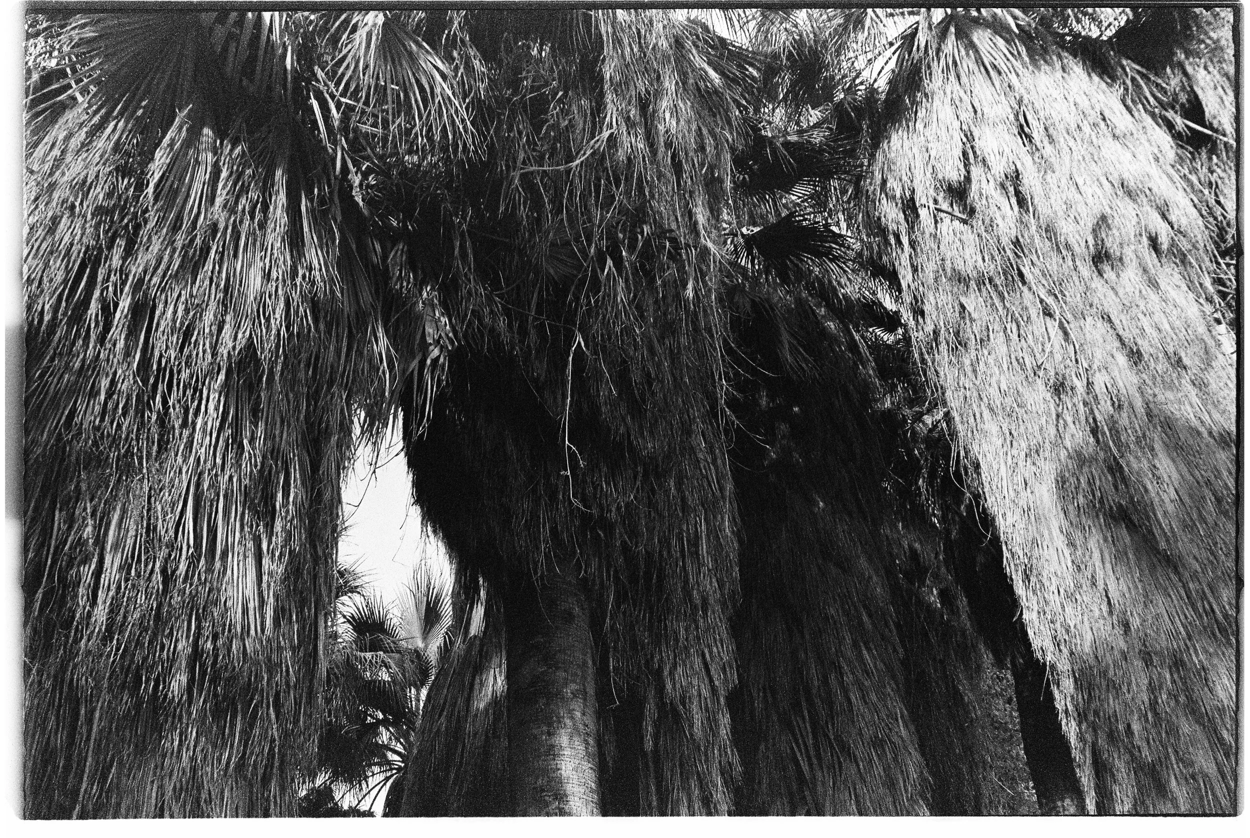 Close-up of tall palm trees with long, hanging fronds in black and white