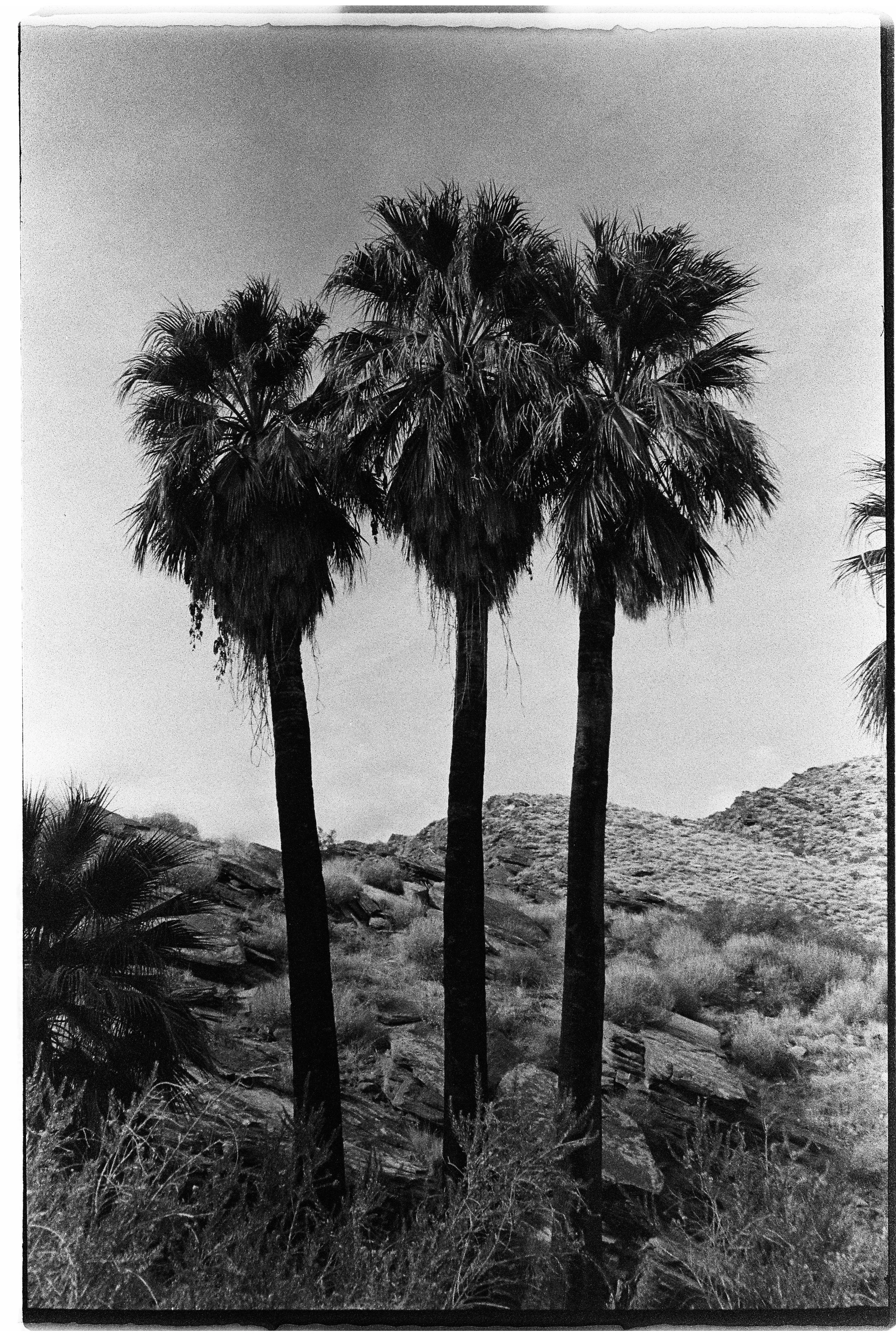 Three tall palm trees in a desert landscape with rocky hills in the background, in black and white.