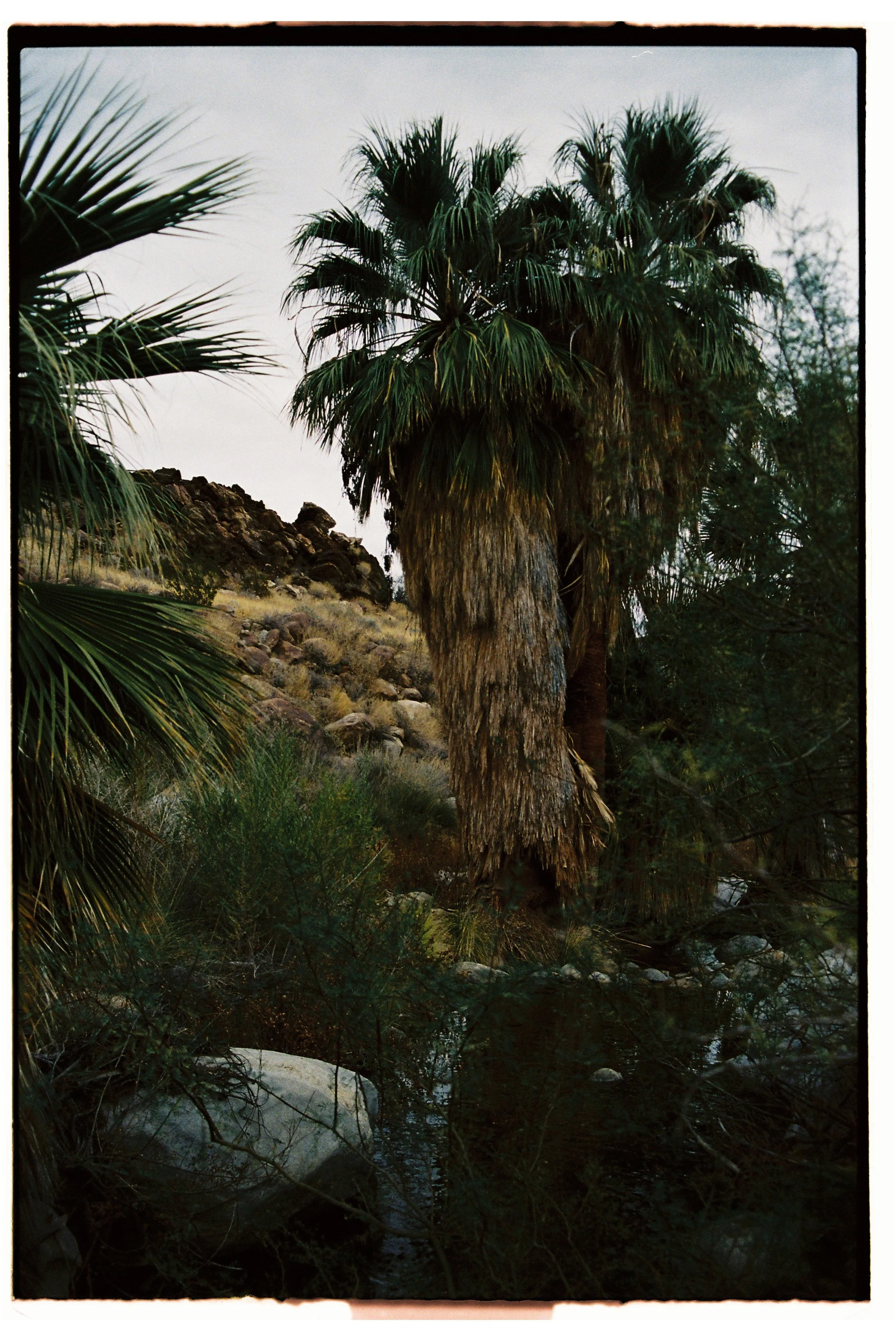 Tall palm tree with a thick, textured trunk and green fronds, surrounded by desert vegetation and rocky terrain.