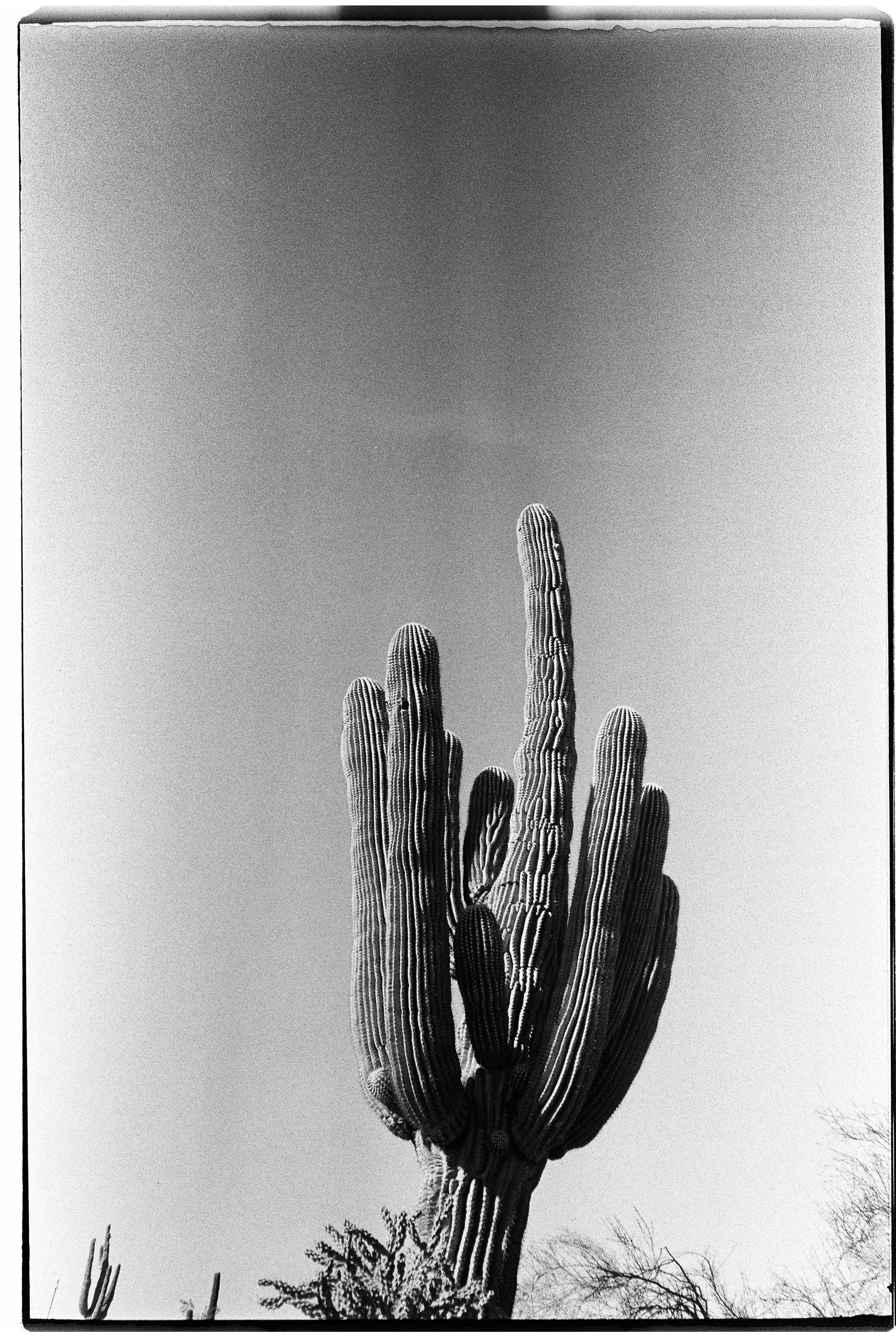 Black and white photo of a tall saguaro cactus against a clear sky.