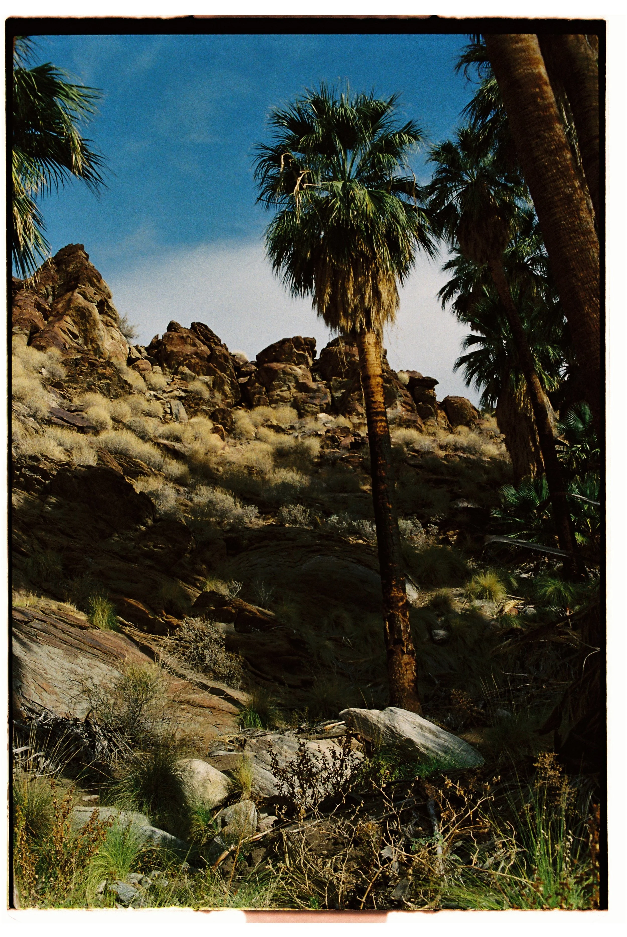 Desert landscape with tall palm trees, rocky hillside, and dry vegetation under a blue sky.