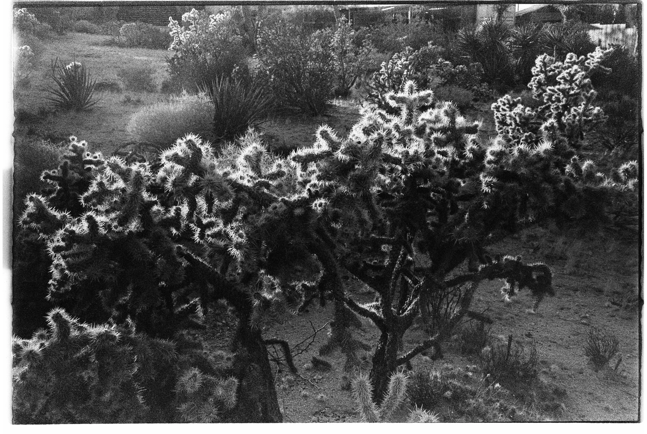 A desert scene with a large cactus in the foreground, surrounded by smaller plants, with distant bushes and trees in the background.