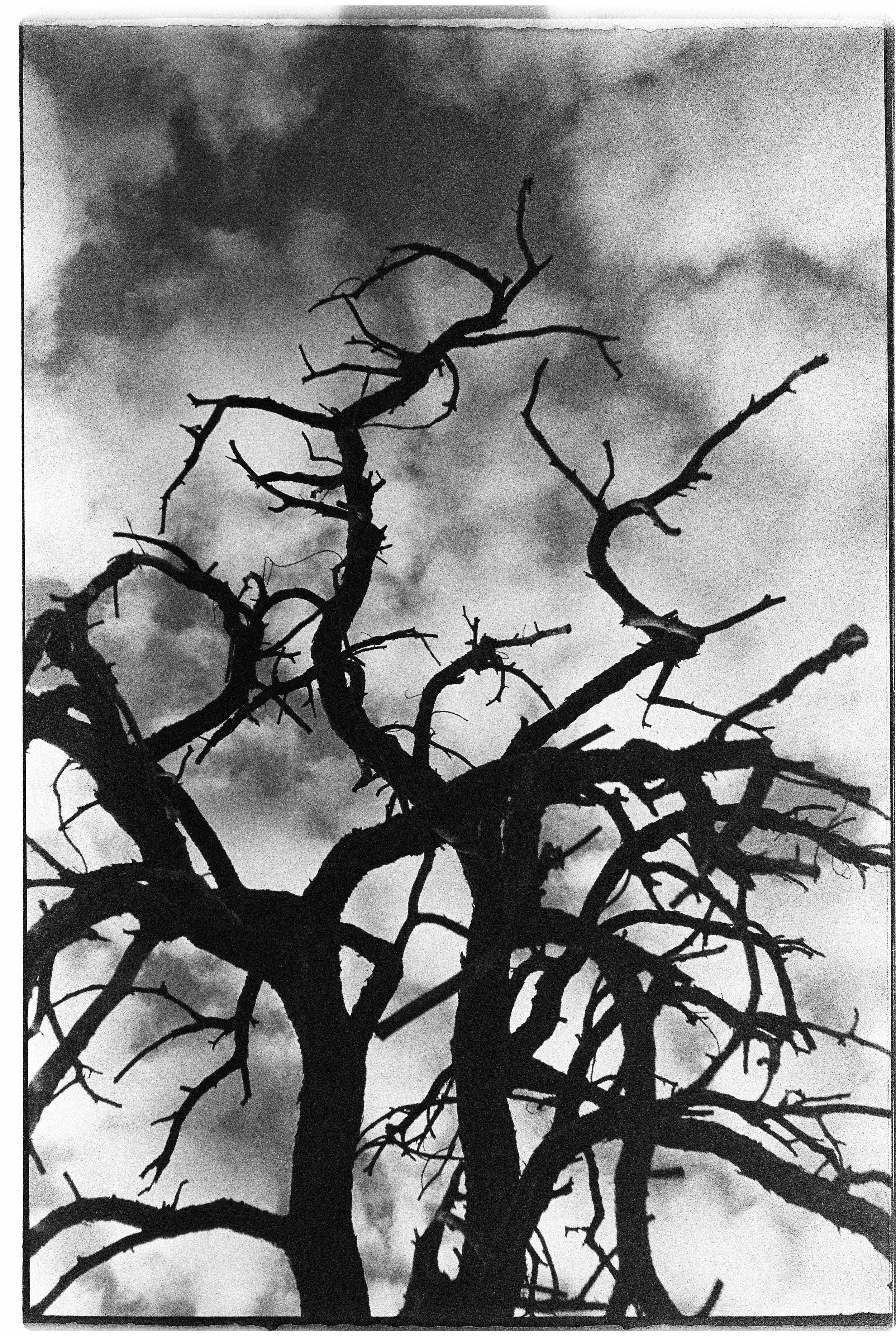 Black and white photo of a leafless, twisted tree with gnarled branches against a cloudy sky.