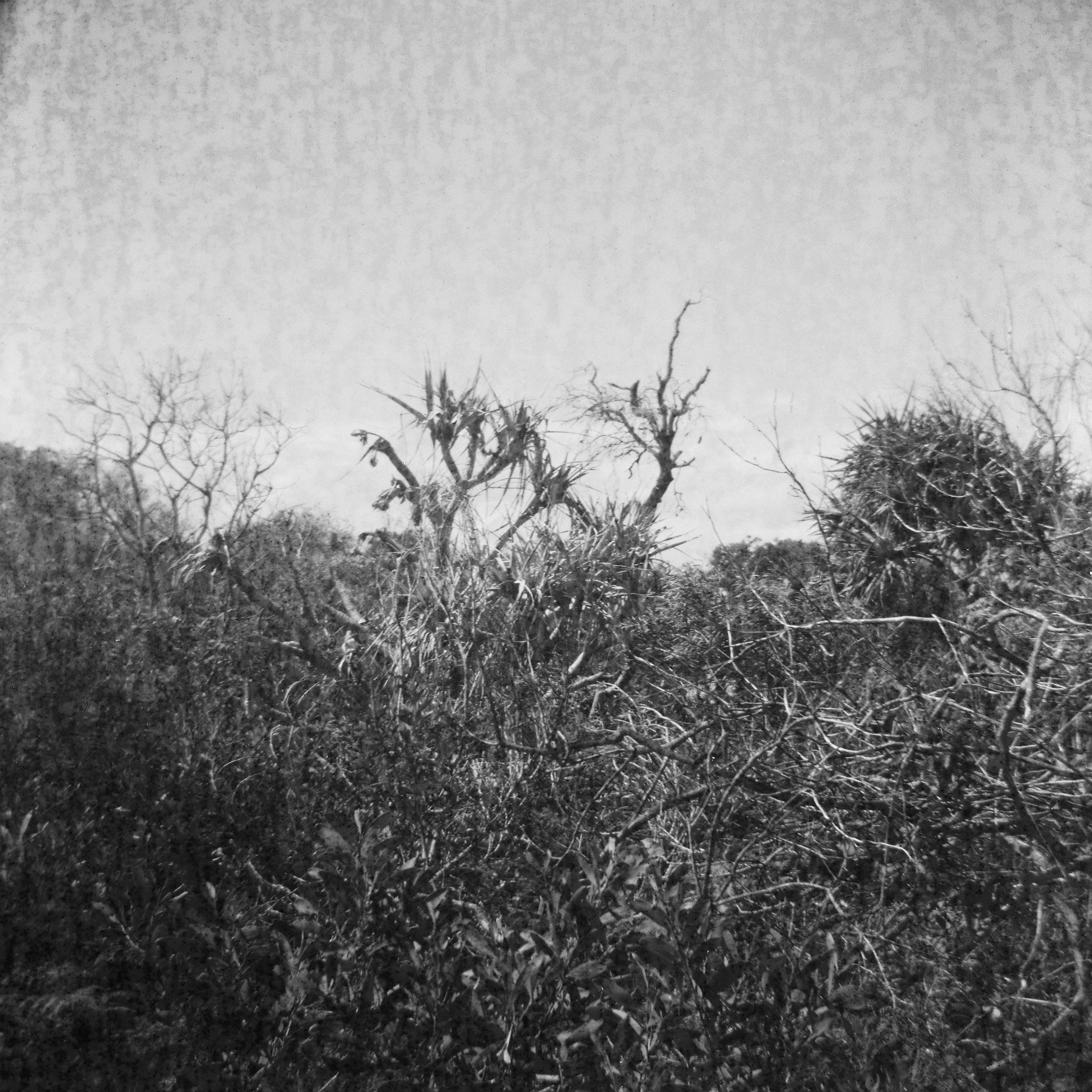 Black and white photo of a dense, tangled thicket of bushes and trees with bare branches, under a clear sky.