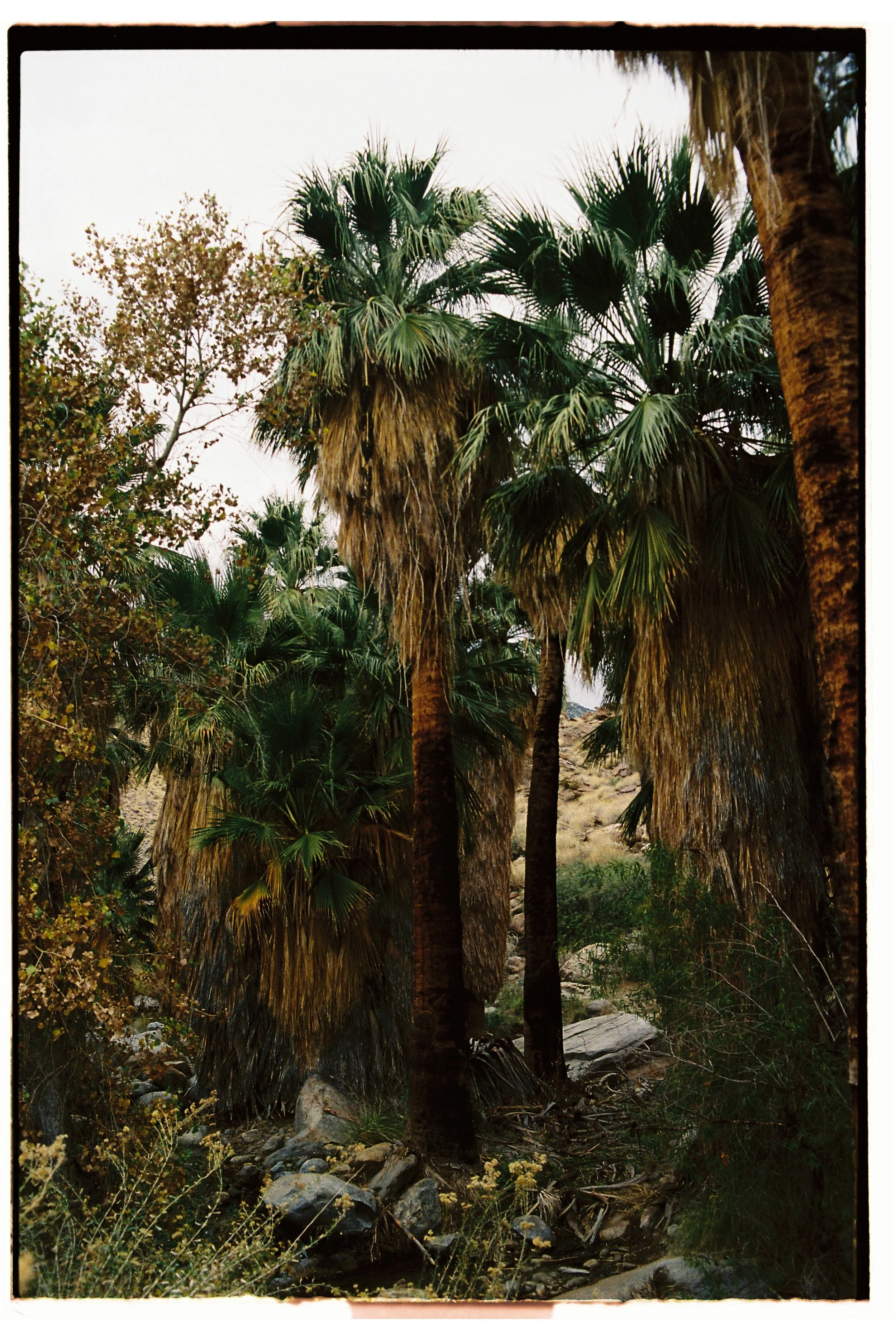Cluster of tall palm trees and desert plants in a dry landscape.