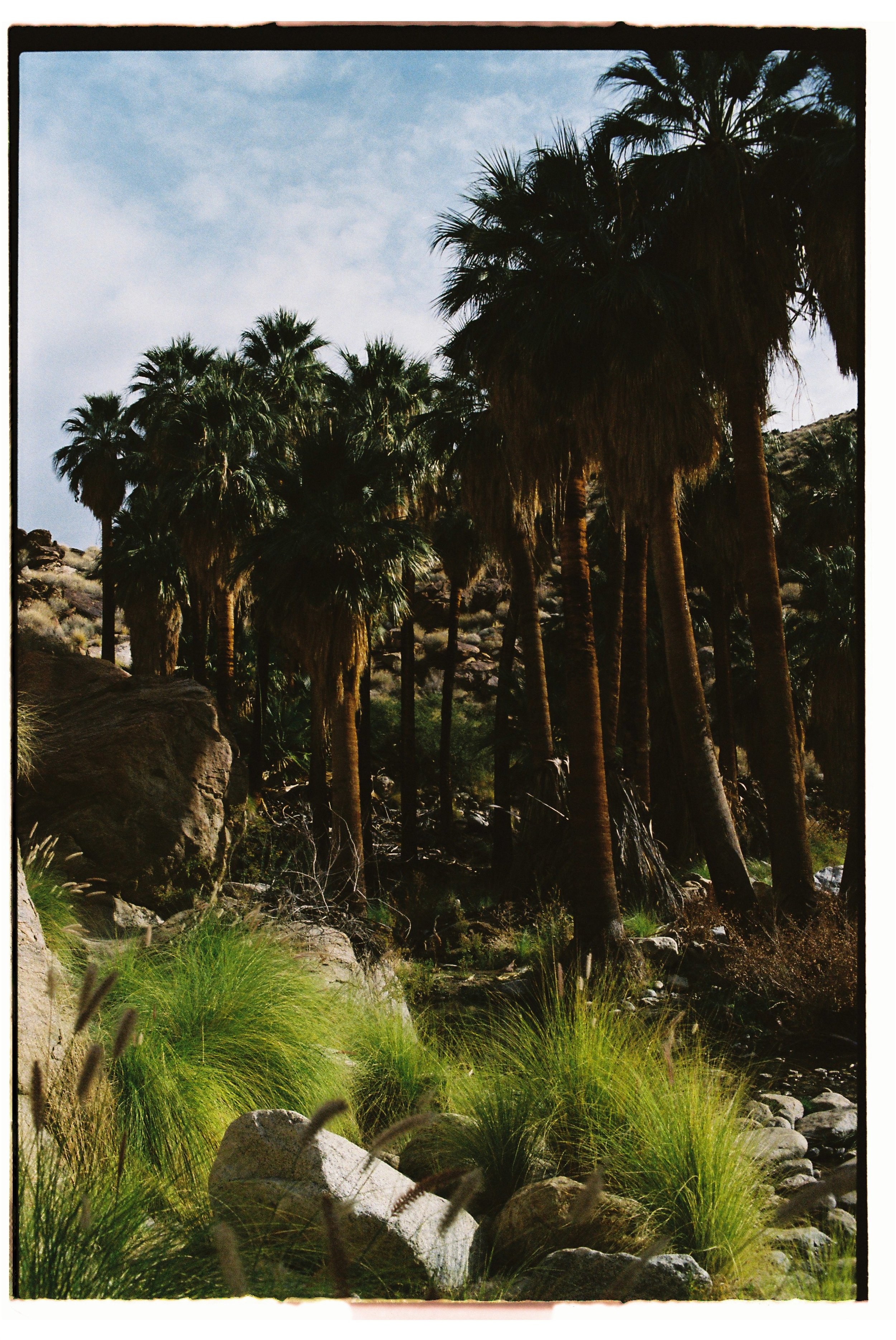 A desert landscape with tall palm trees, rocky terrain, and green grasses under a partly cloudy sky.