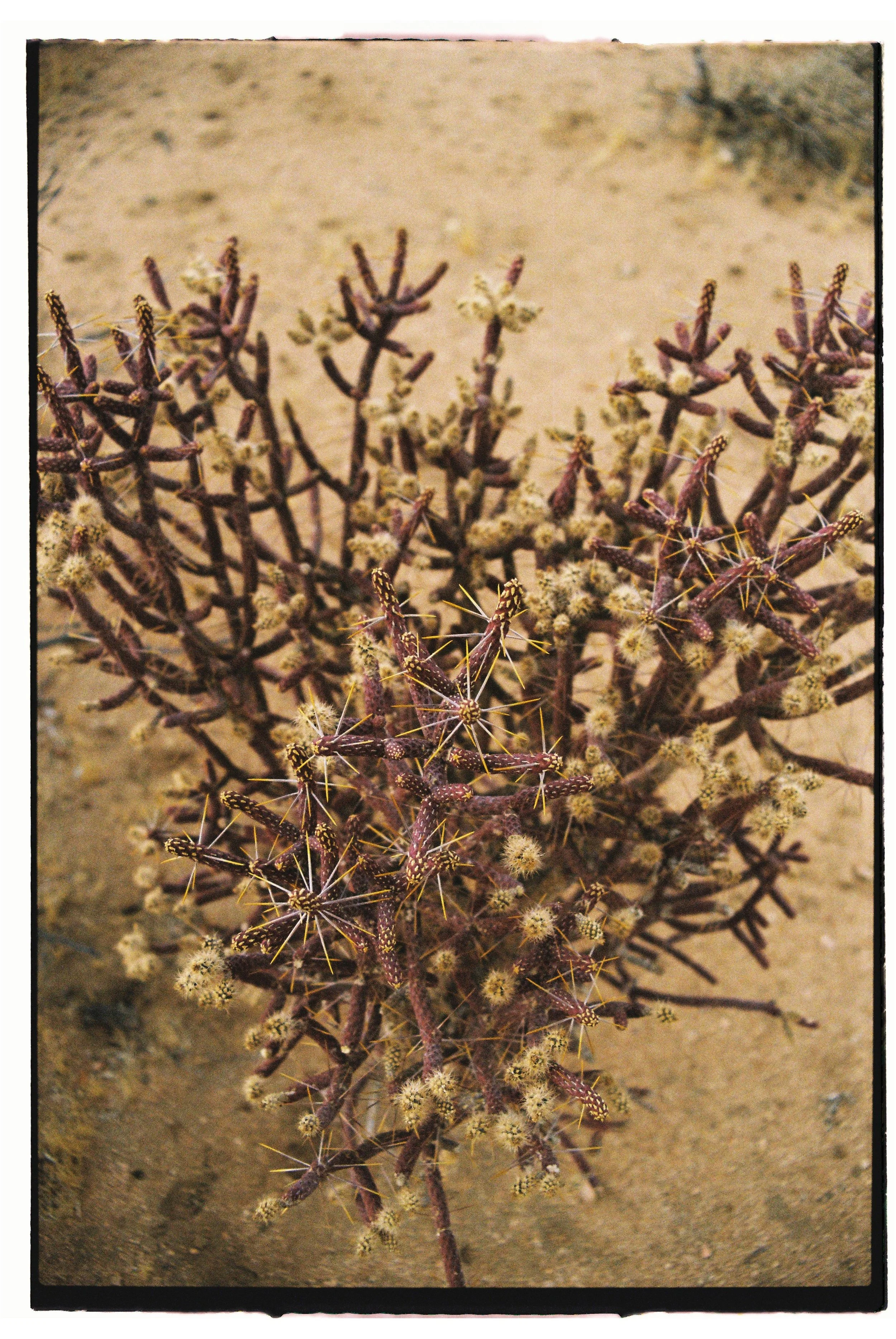 Close-up of a desert shrub with spiky branches, small fluffy seed heads, and a sandy background.