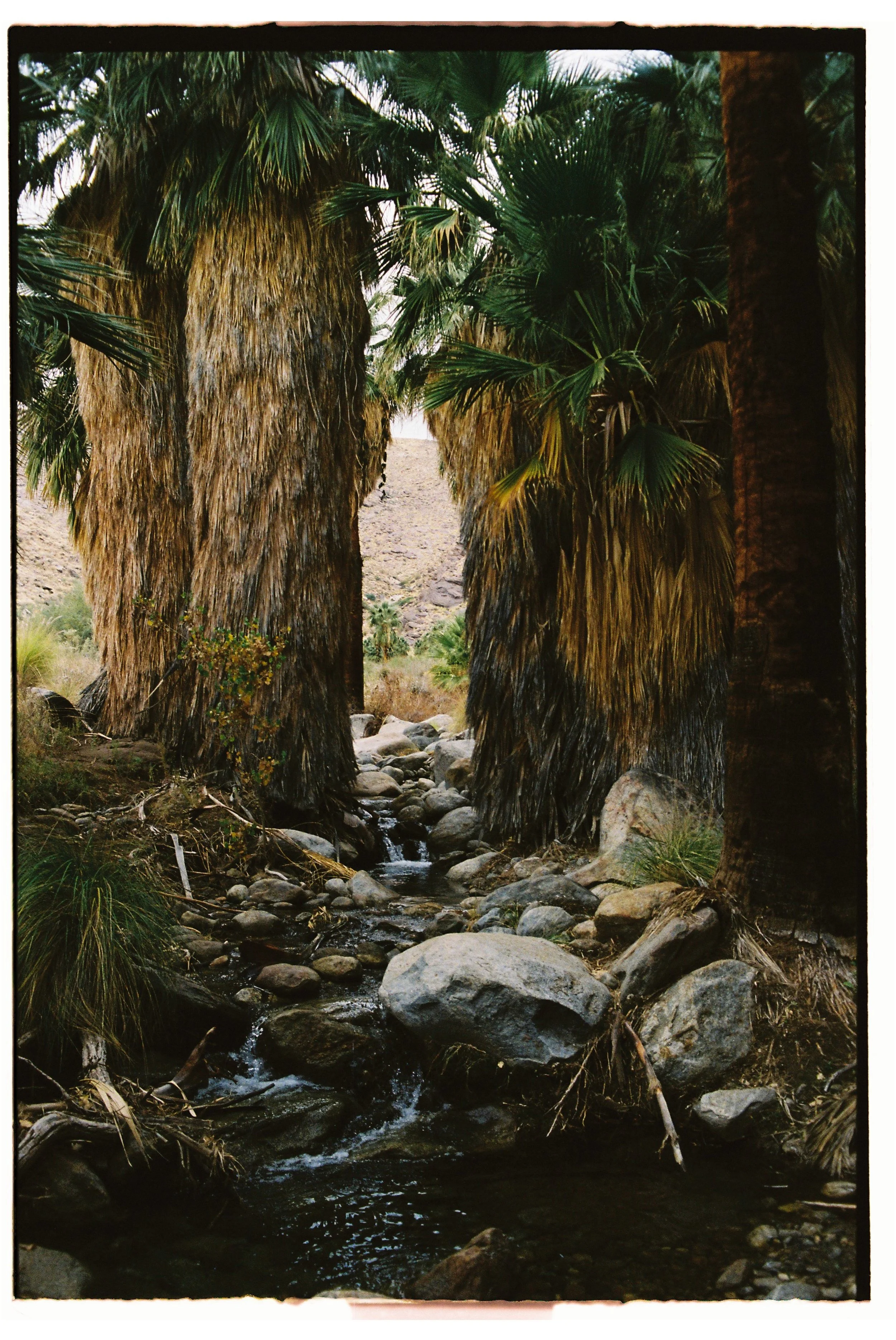 A small stream running through a desert landscape with tall palm trees and rocky terrain.
