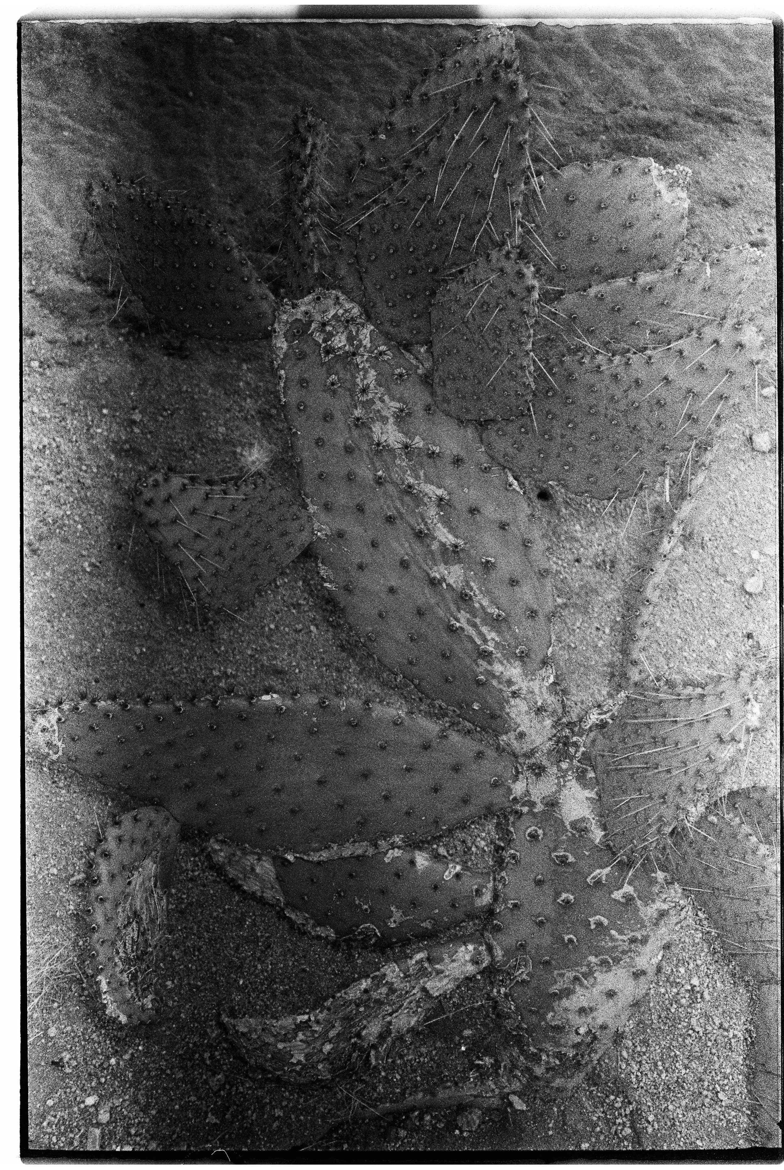 A black and white photograph of various prickly pear cactus pads with spines and scars, growing in sandy ground.