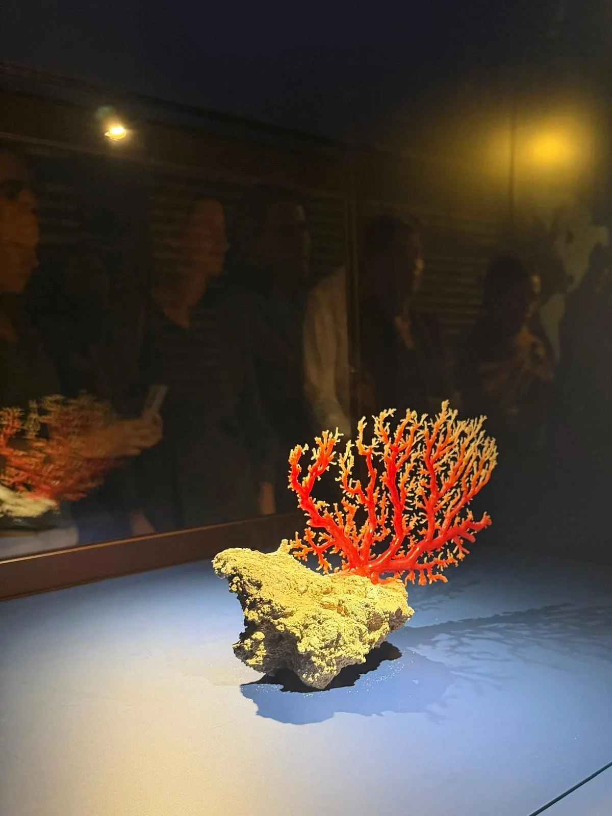 2000 mètres sous les mers, à la découverte des coraux précieux