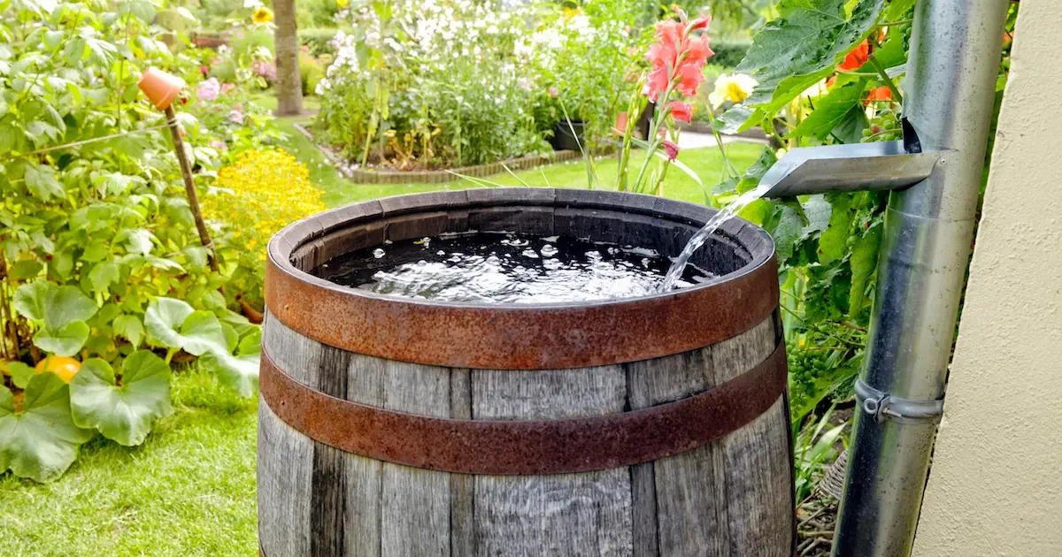 Water draining from gutter into rain barrel in a garden