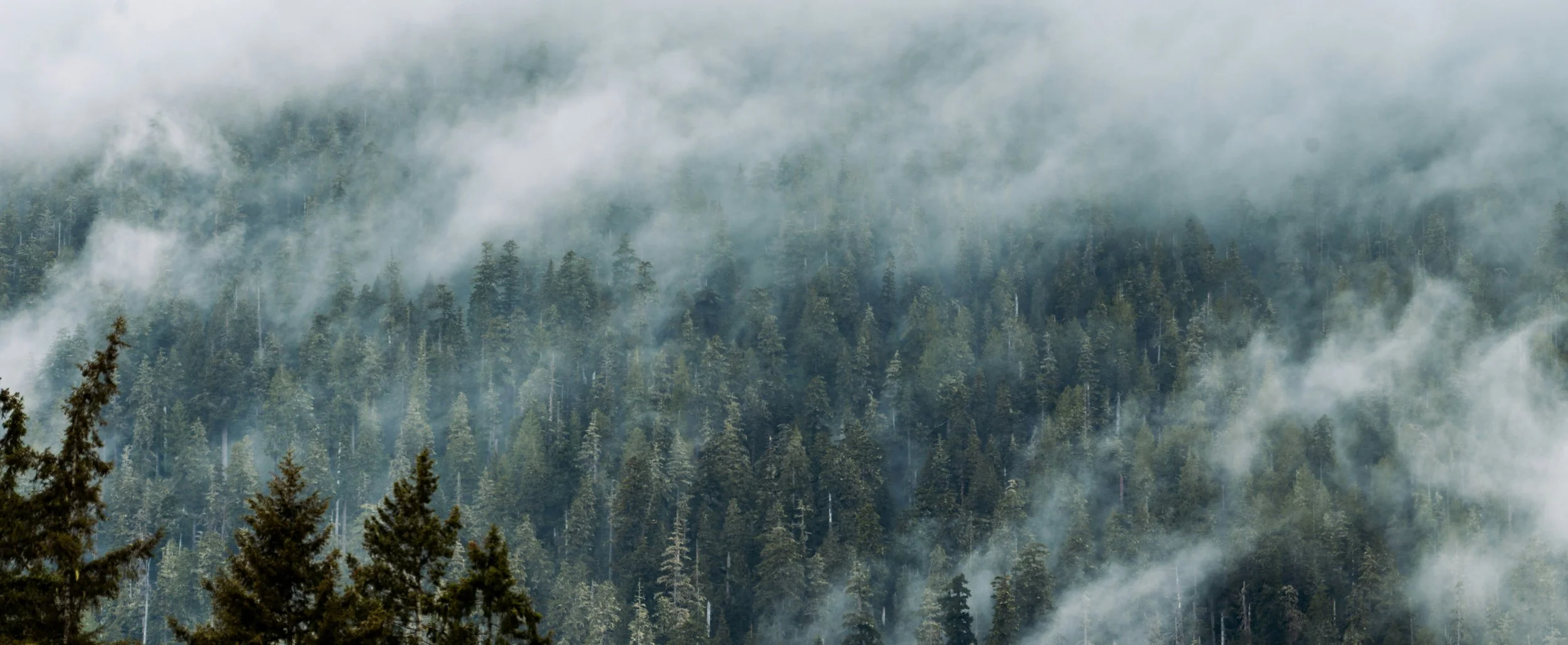 A hillside covered in evergreen trees with fog floating across it