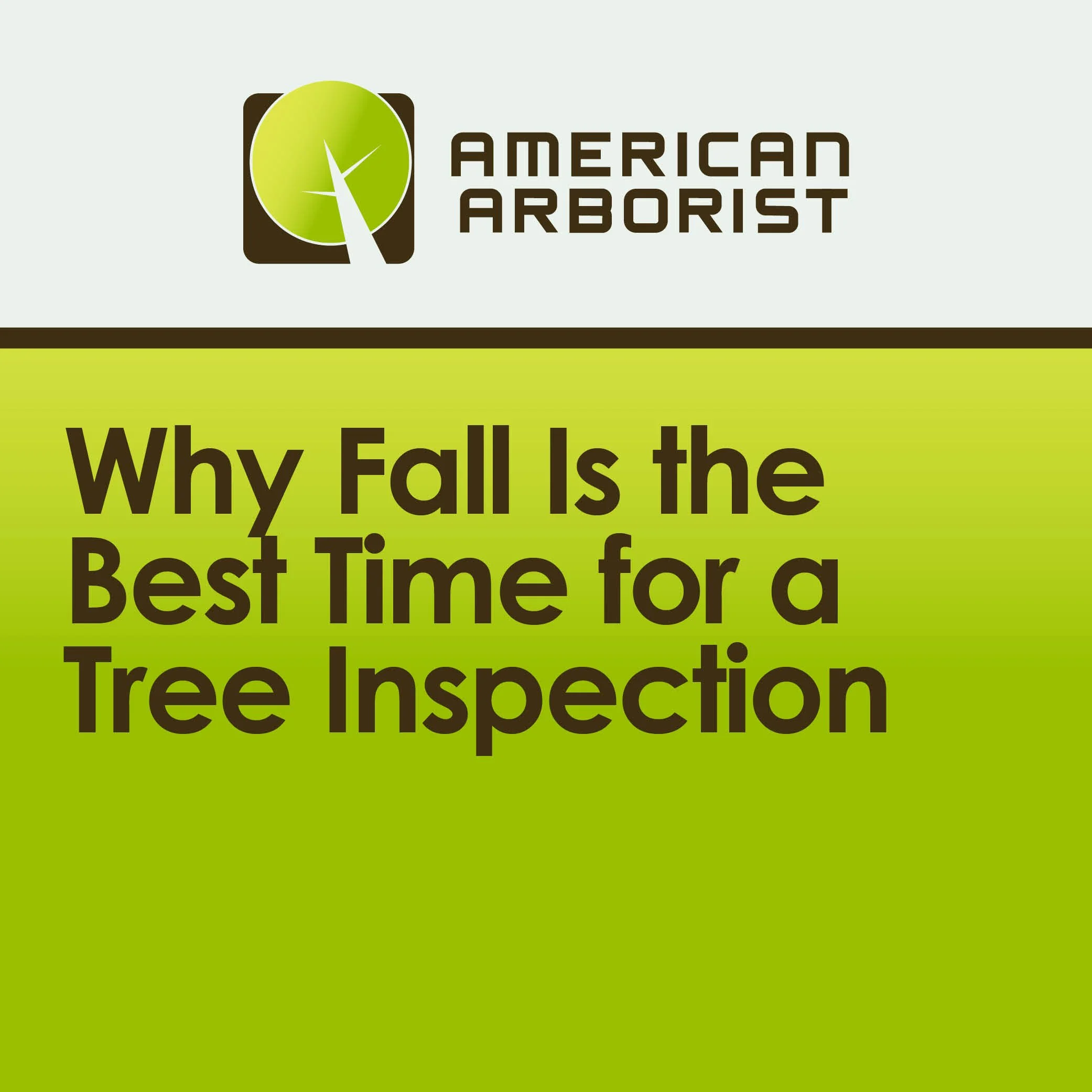 Why Fall Is the Best Time for a Tree Inspection