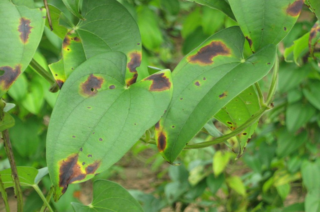 Anthracnose Fungus