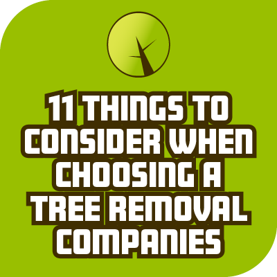11 Things To Consider When Choosing A Tree Removal Companies