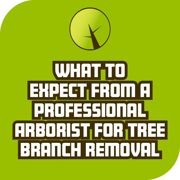 What To Expect From A Professional Arborist For Tree Branch Removal