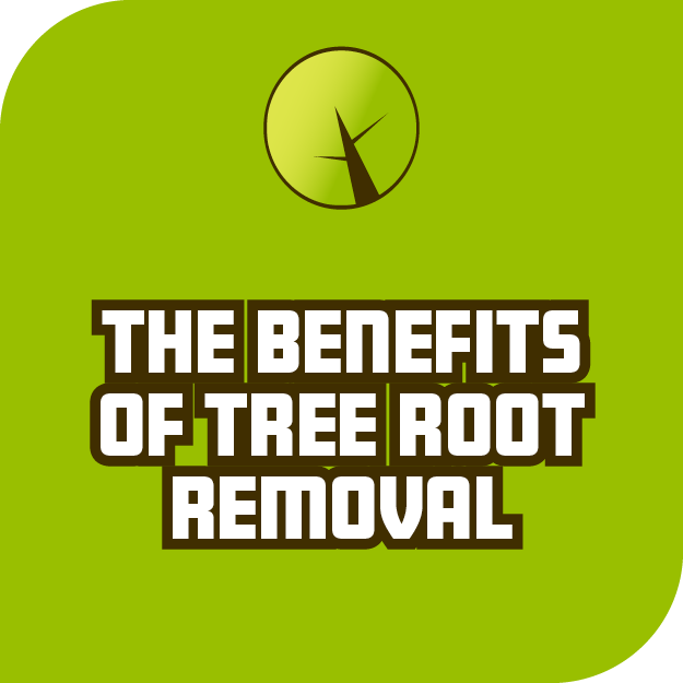 The Benefits Of Tree Root Removal