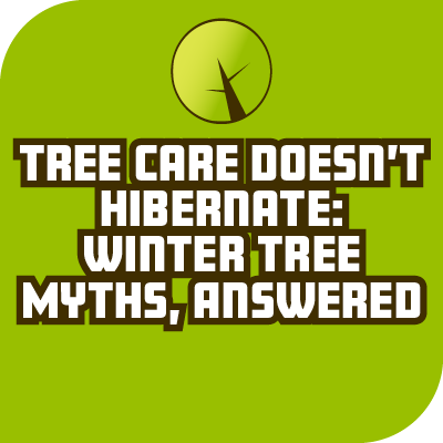 Tree Care Doesn’t Hibernate: Winter Tree Myths, Answered
