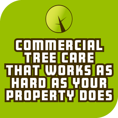 Commercial Tree Care That Works as Hard as Your Property Does