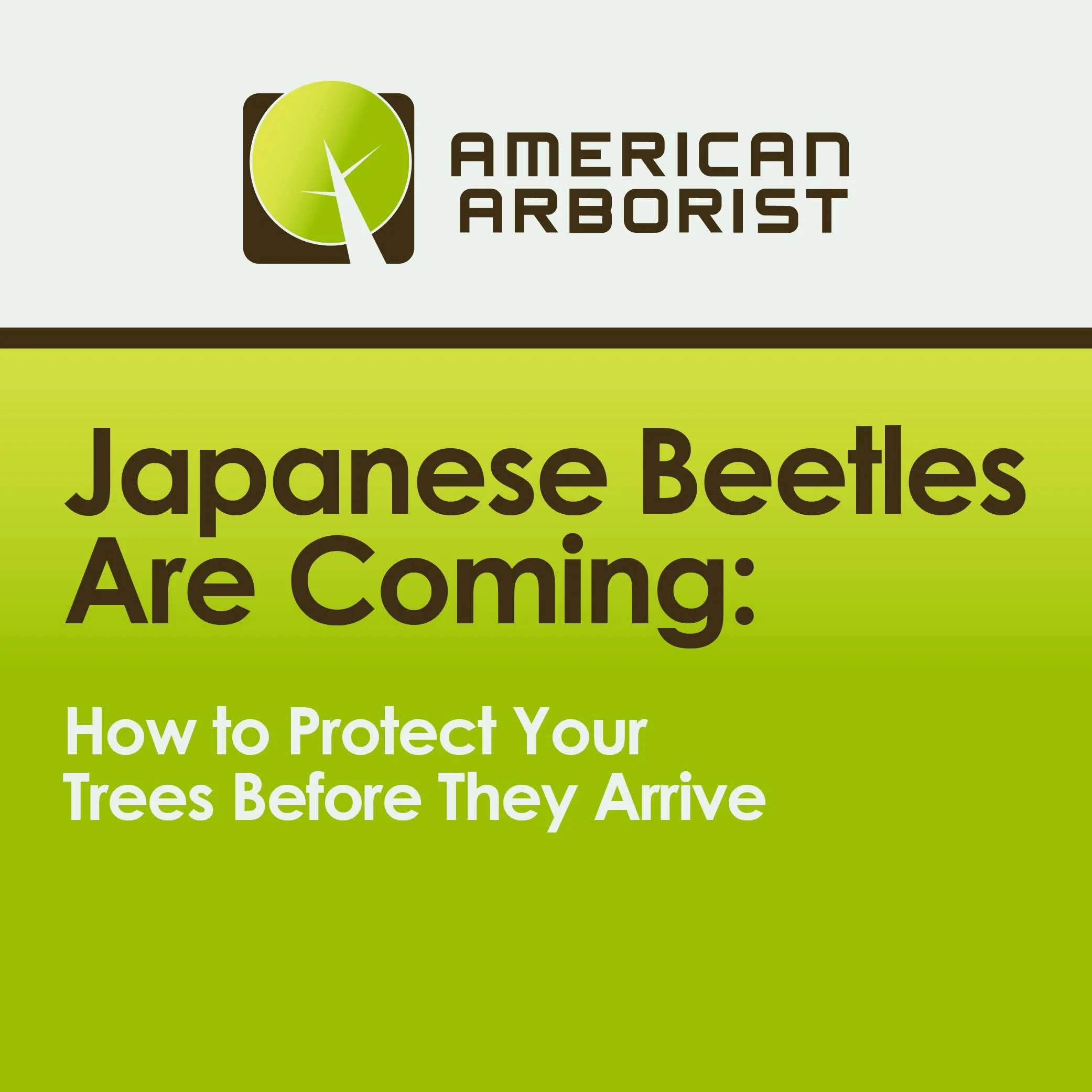 Japanese Beetles Are Coming: How to Protect Your Trees Before They Arrive