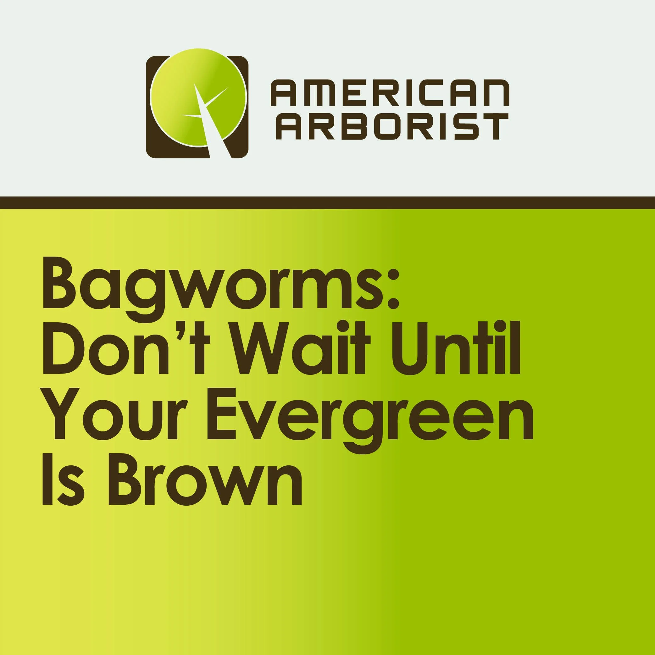 Bagworms: Don't Wait Until Your Evergreen Is Brown