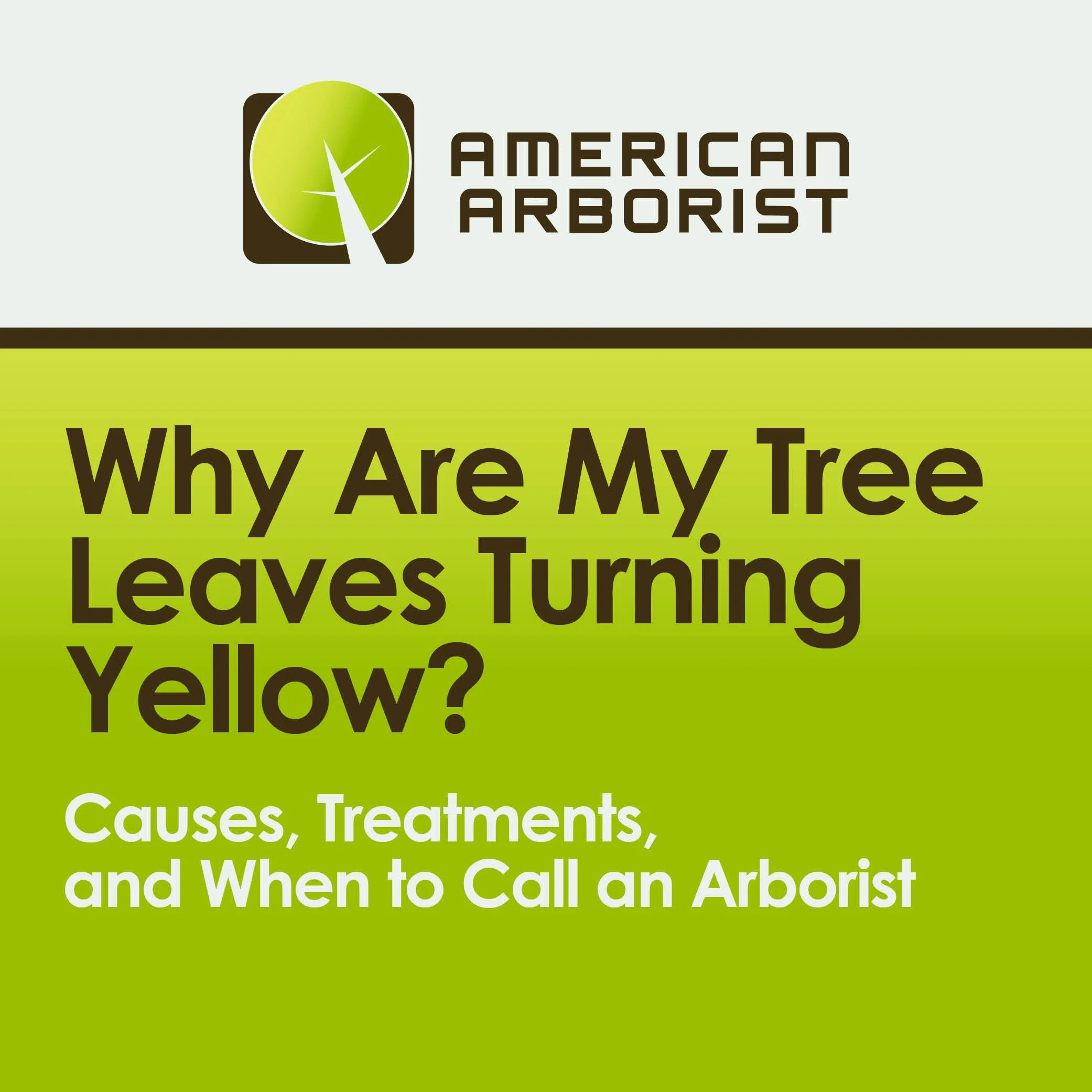 Why Are My Tree Leaves Turning Yellow? Causes, Treatments, and When to Call an Arborist