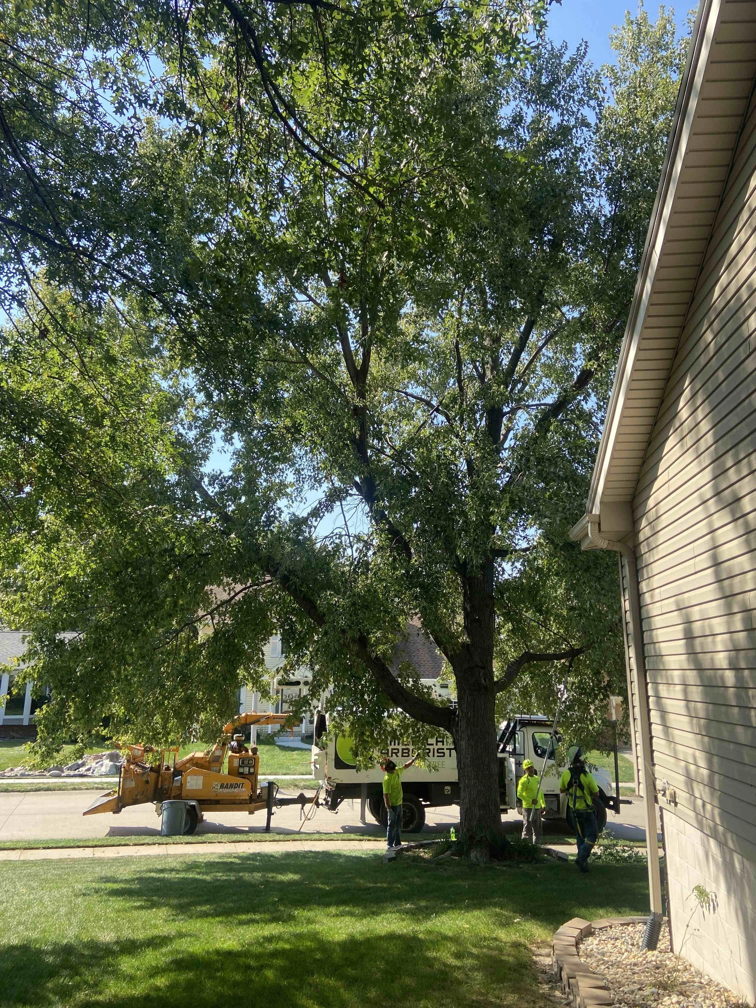 best-omaha-tree-care-1.jpeg