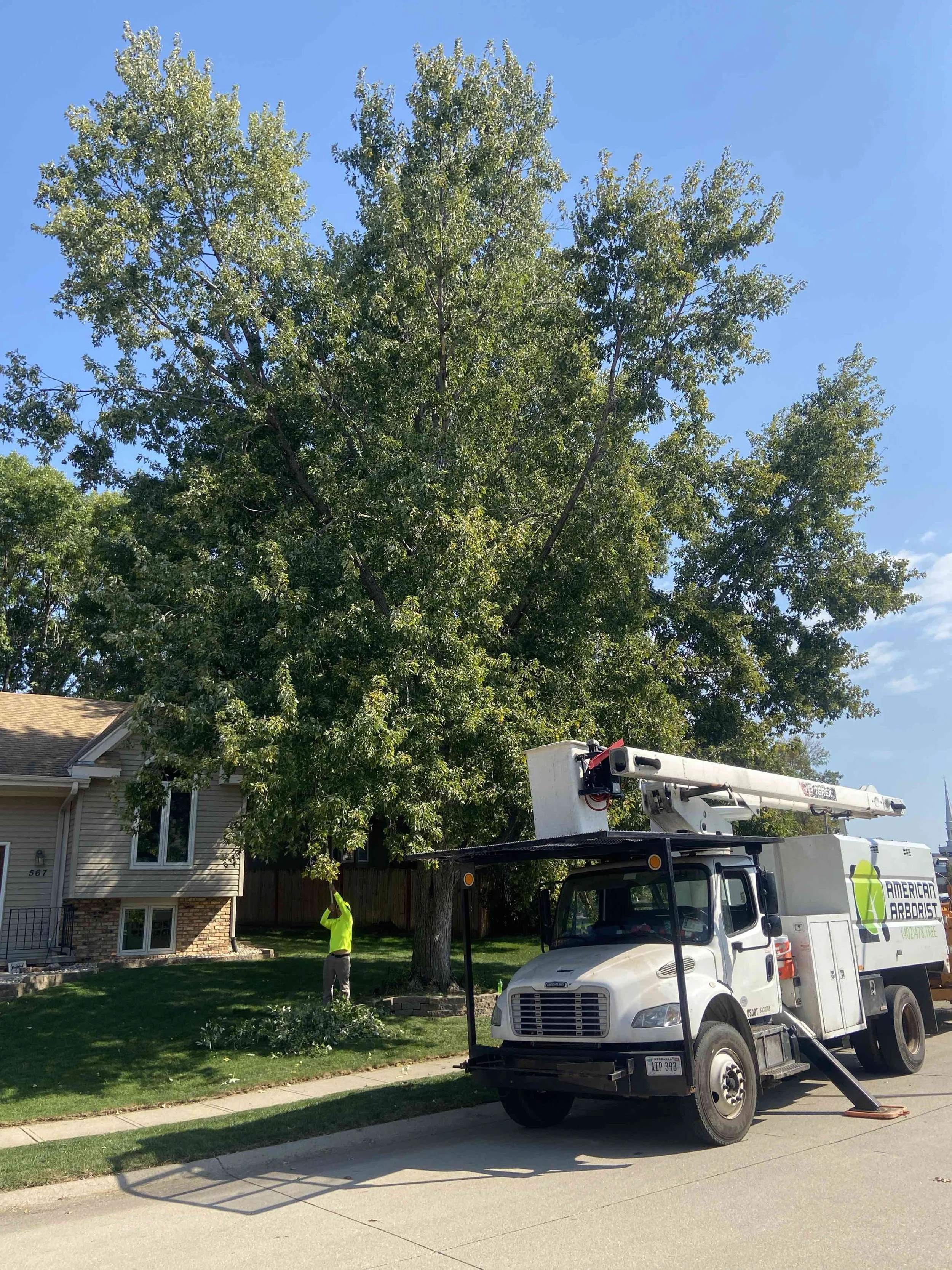 best-omaha-tree-care-5.jpeg