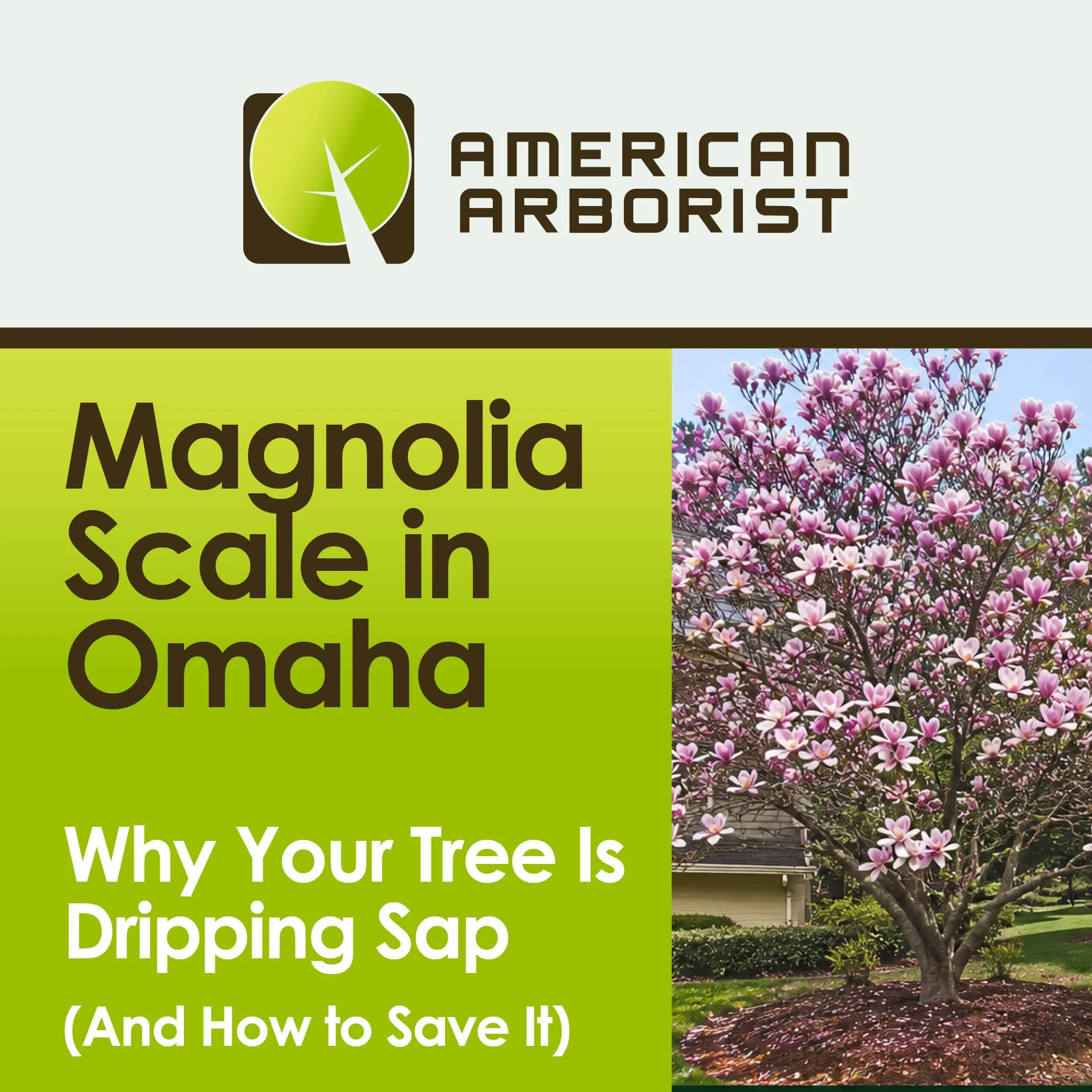 Magnolia Scale in Omaha: Why Your Tree Is Dripping Sap (And How to Save It)