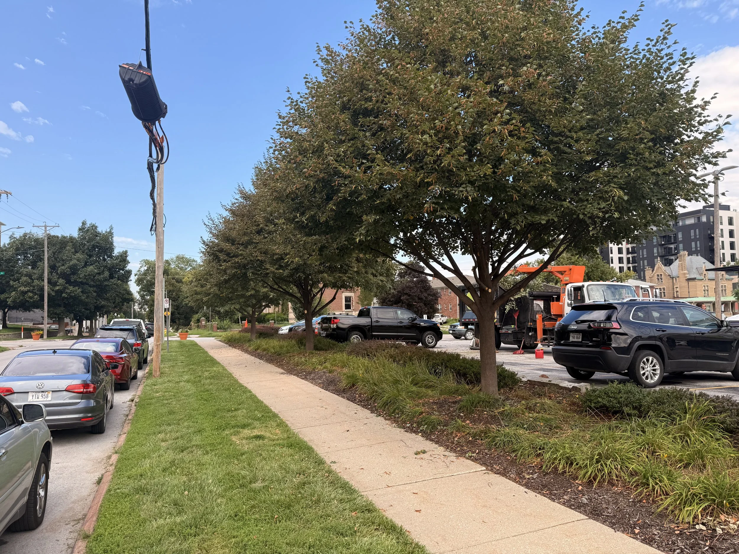 Commercial Tree Trimming in West Omaha