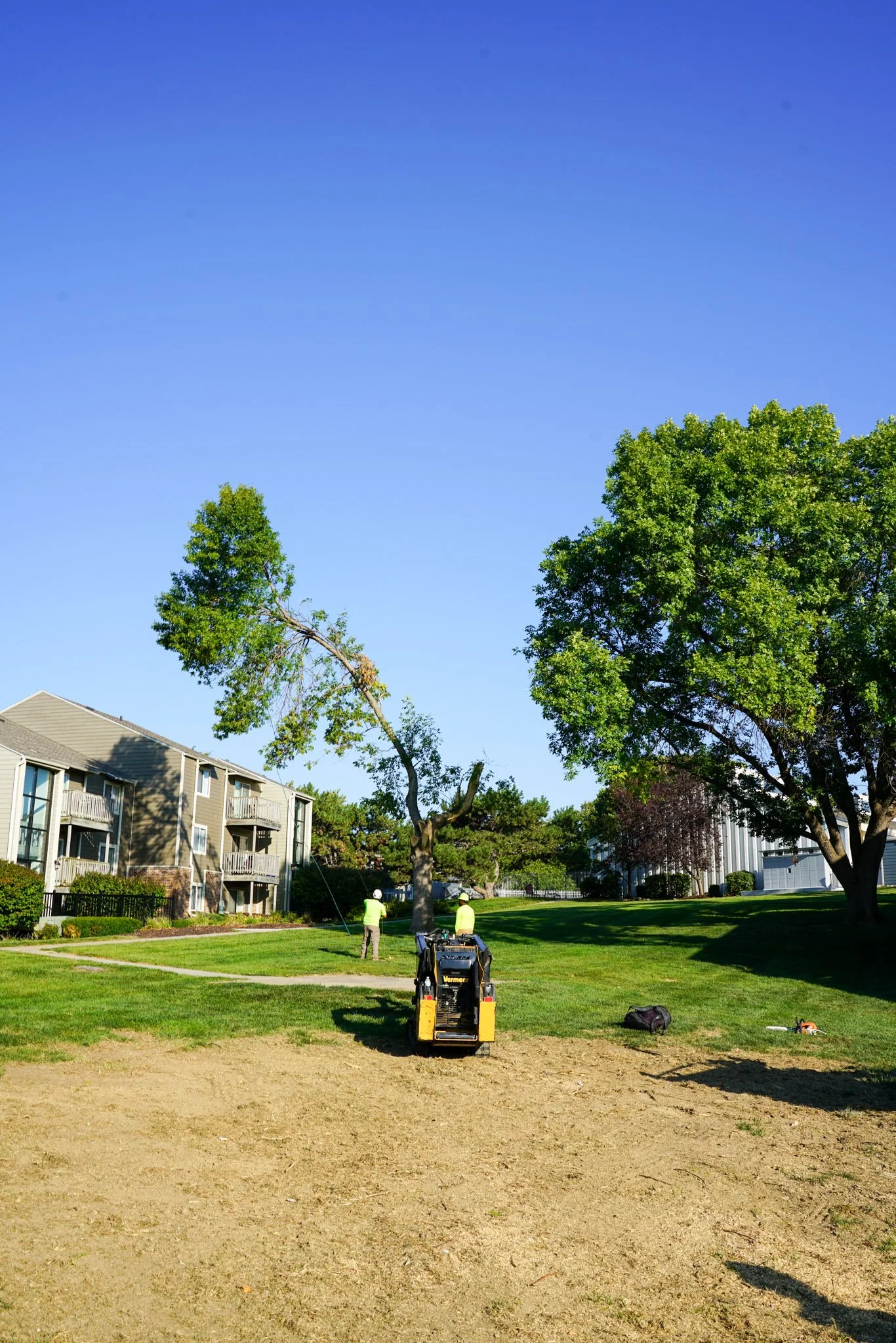 LARGE COTTONWOOD TREE REMOVAL IN OMAHA