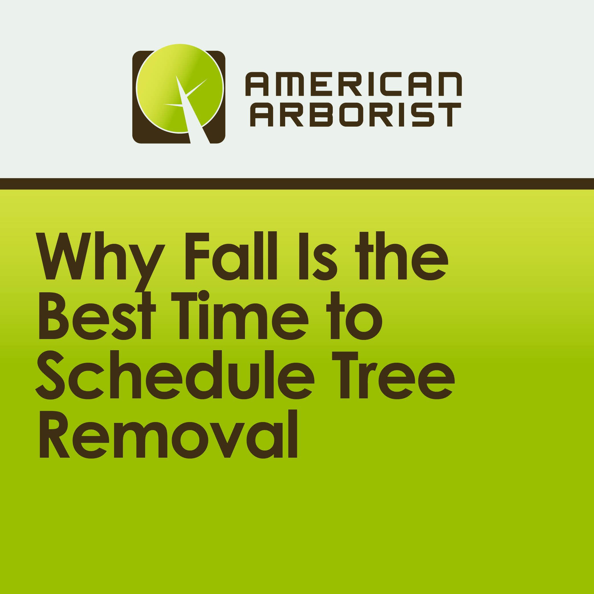 Why Fall Is the Best Time to Schedule Tree Removal