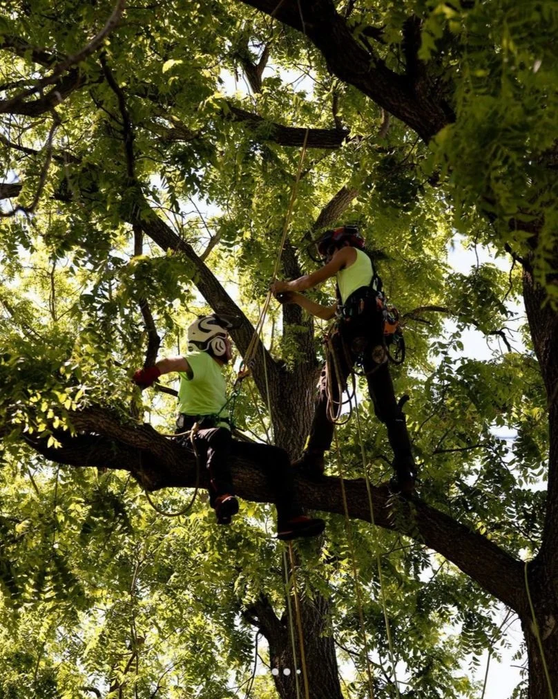 American Arborist gallery 9