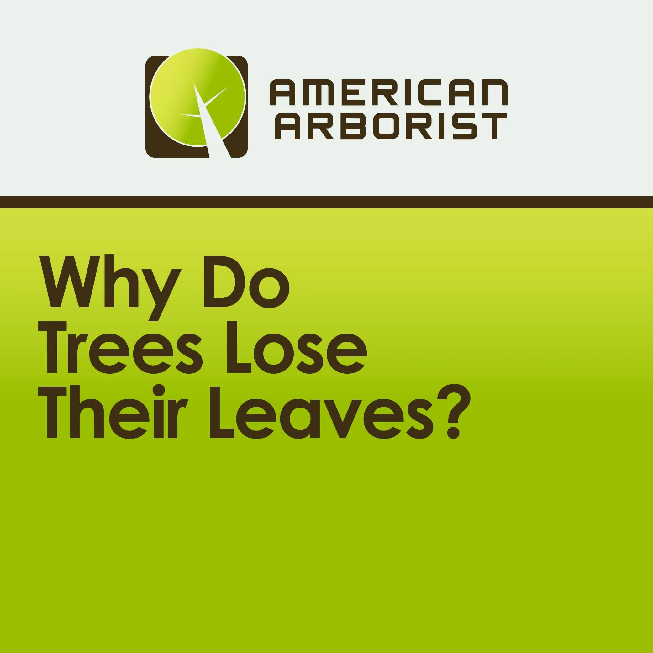 Why Do Trees Lose Their Leaves?