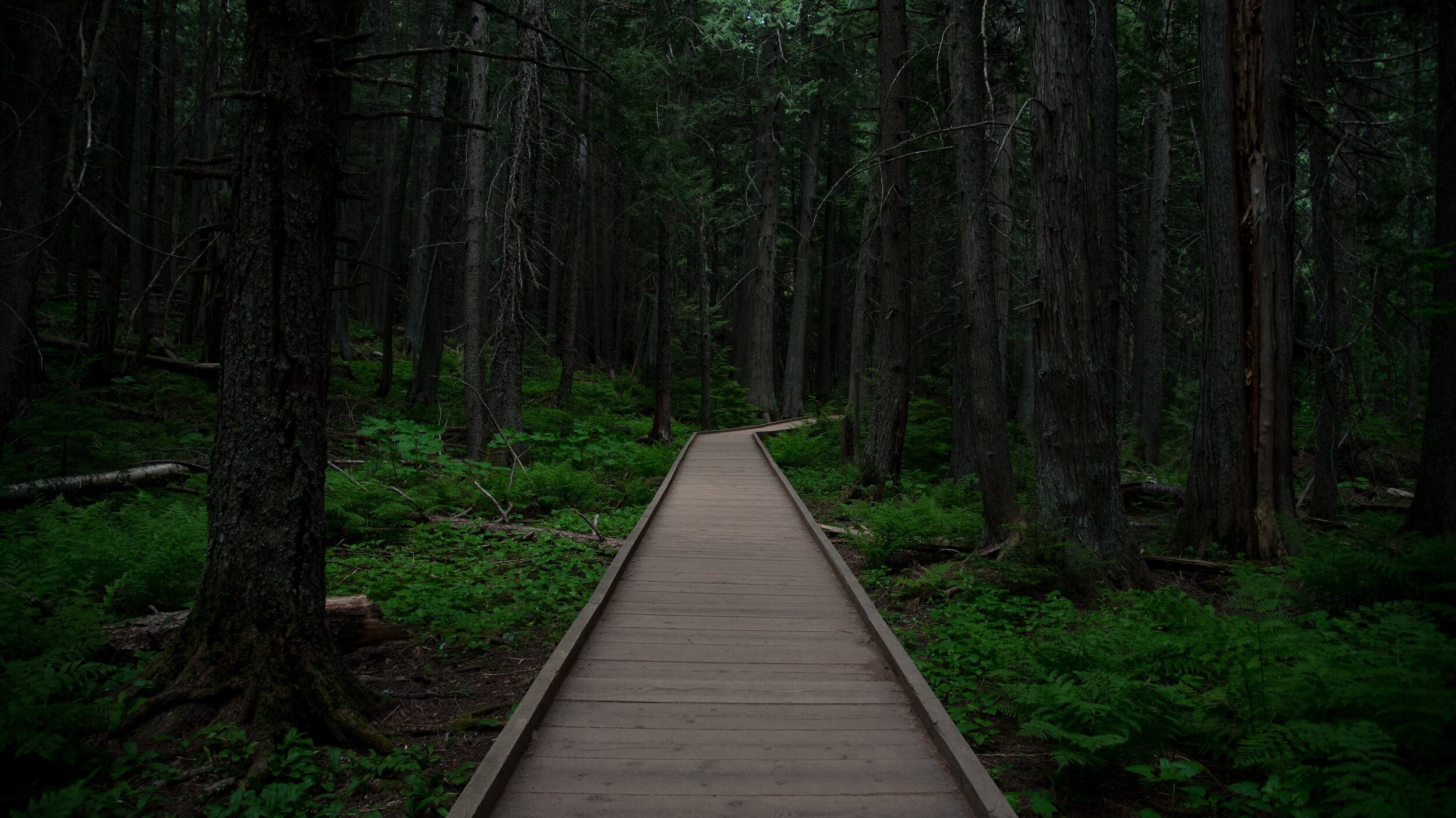 Trail of the cedars