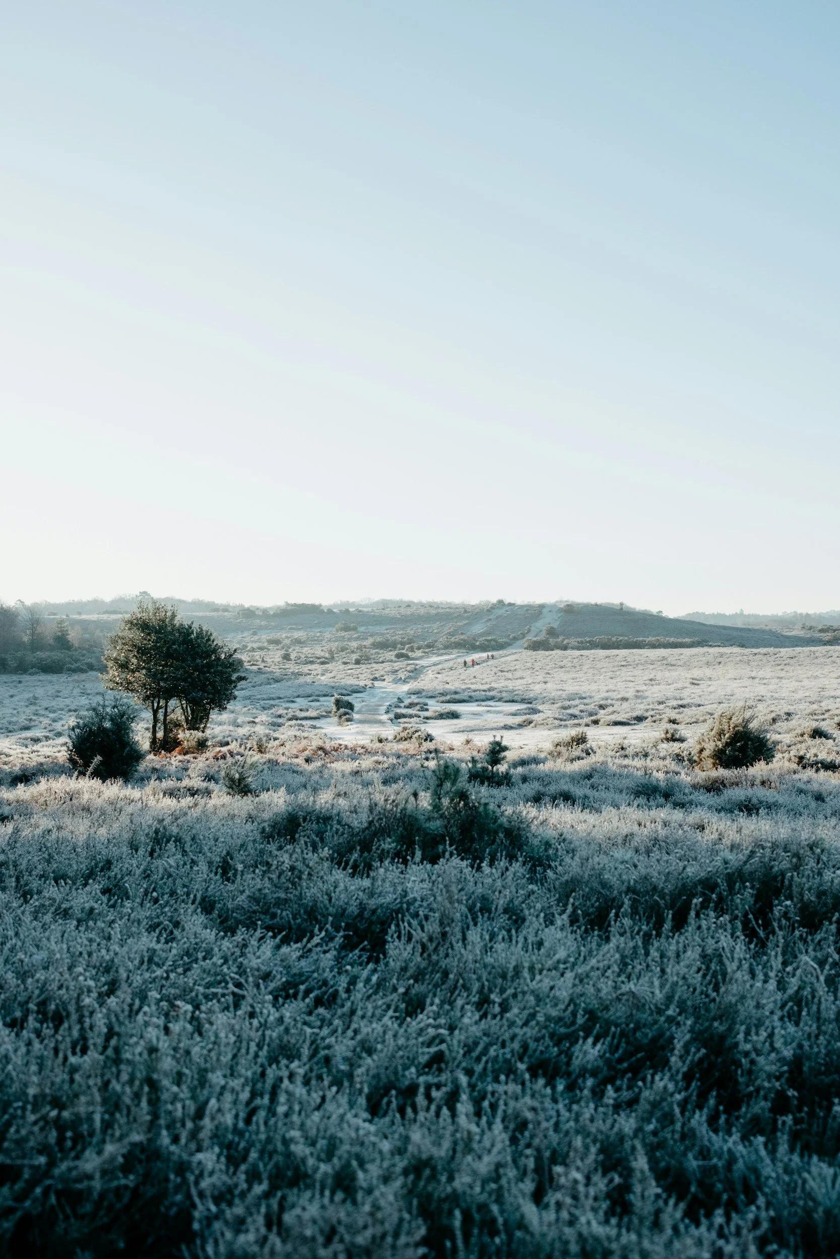 Eine winterliche Landschaft mit vereisten Büschen und Bäumen, weiten Feldern und einem sanften Hügel im Hintergrund unter klarem Himmel.