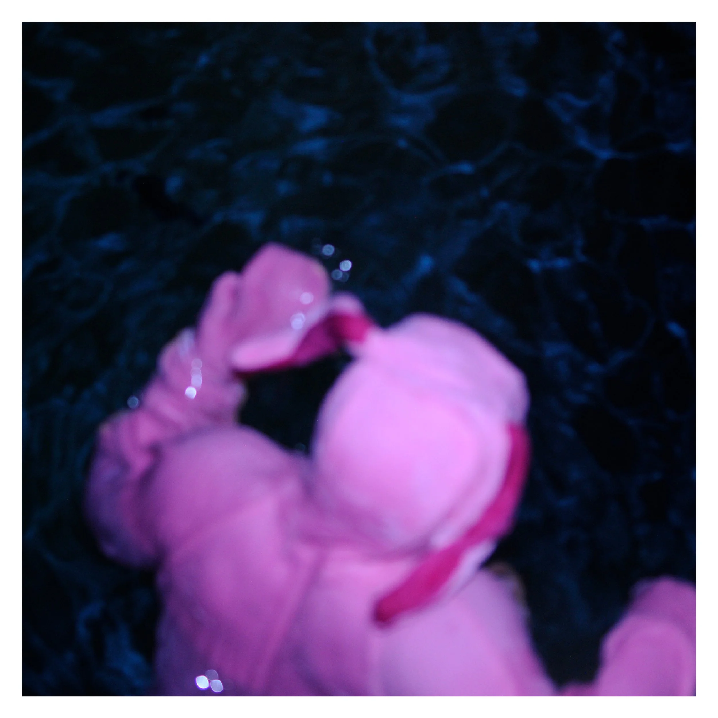 A pink flower with blurred background of dark water and small light reflections.