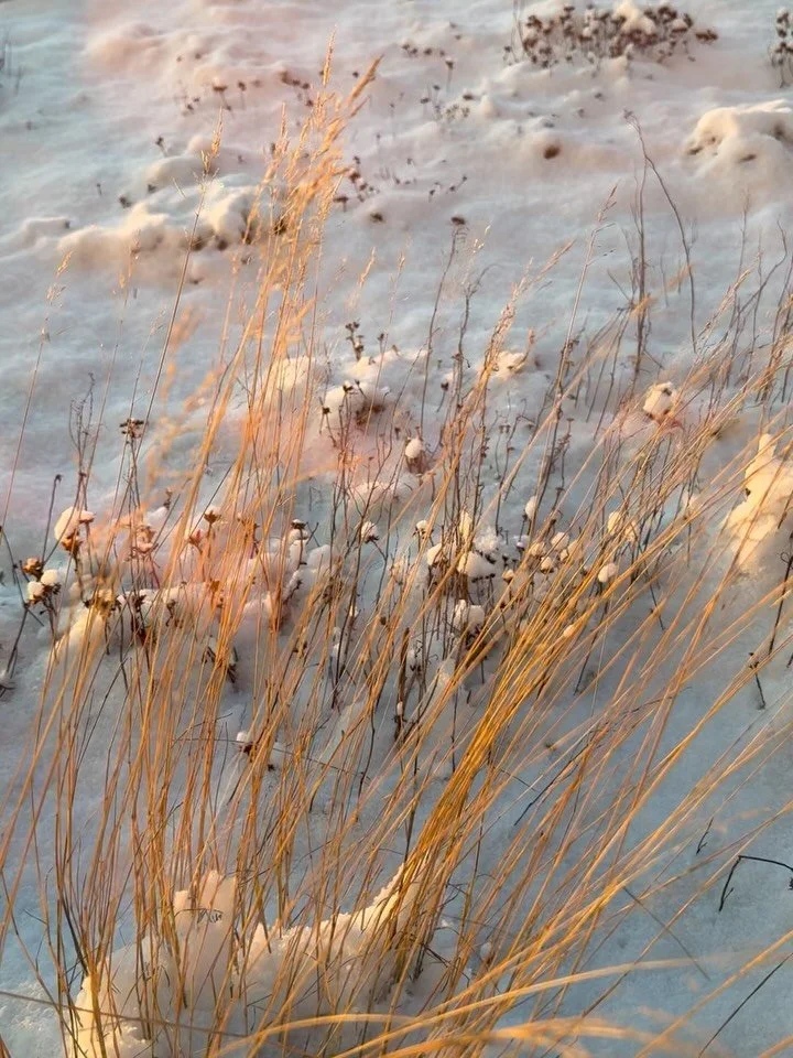 SN&Ouml; &amp; DEMOKRATI DAG 1.
Vilken dag! Ume&aring; v&auml;ckte oss med sol och sn&ouml;. Sedan intensiva samtal om demokrati med engagerade folkbildare p&aring; konferensdagen. Demokrativillkoren v&auml;ckte k&auml;nslor. Tack @folkuniversitetet_