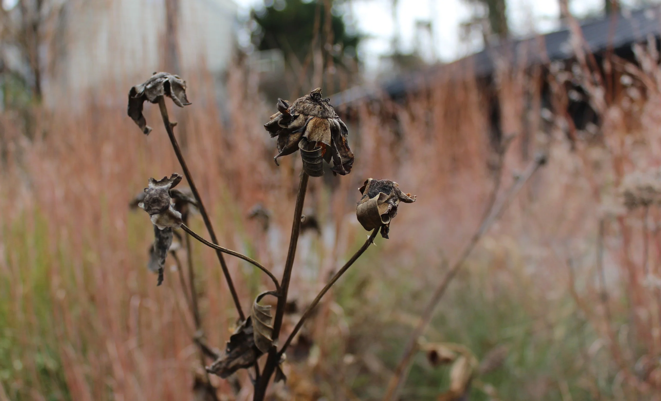 winter plants: Paeonia (Peony)