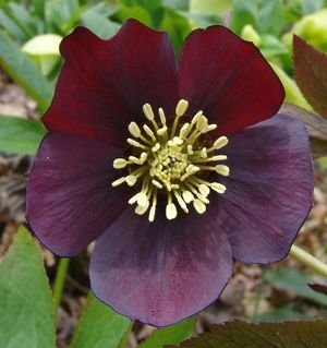Helleborus Brandywine