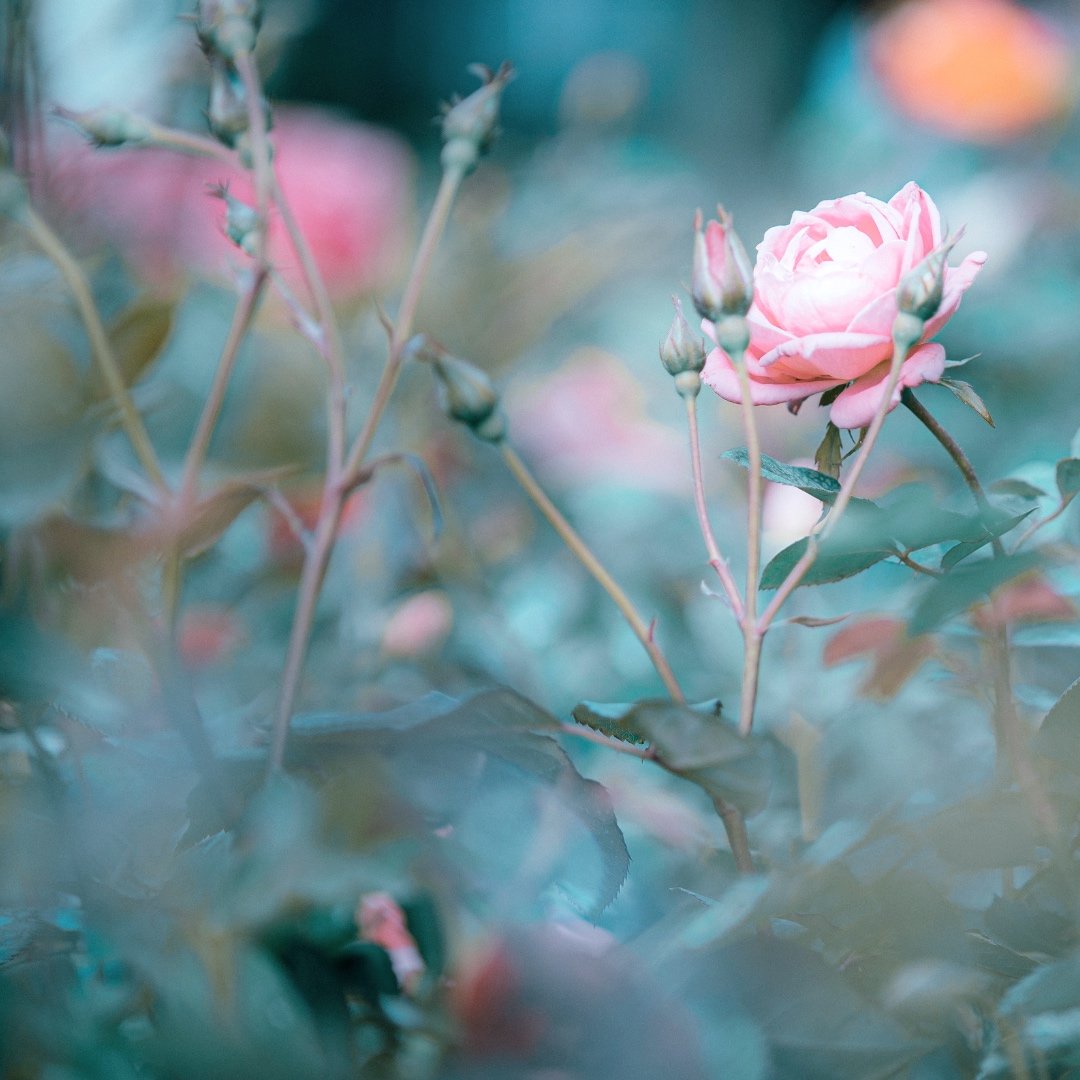 blossomy+bliss.jpg