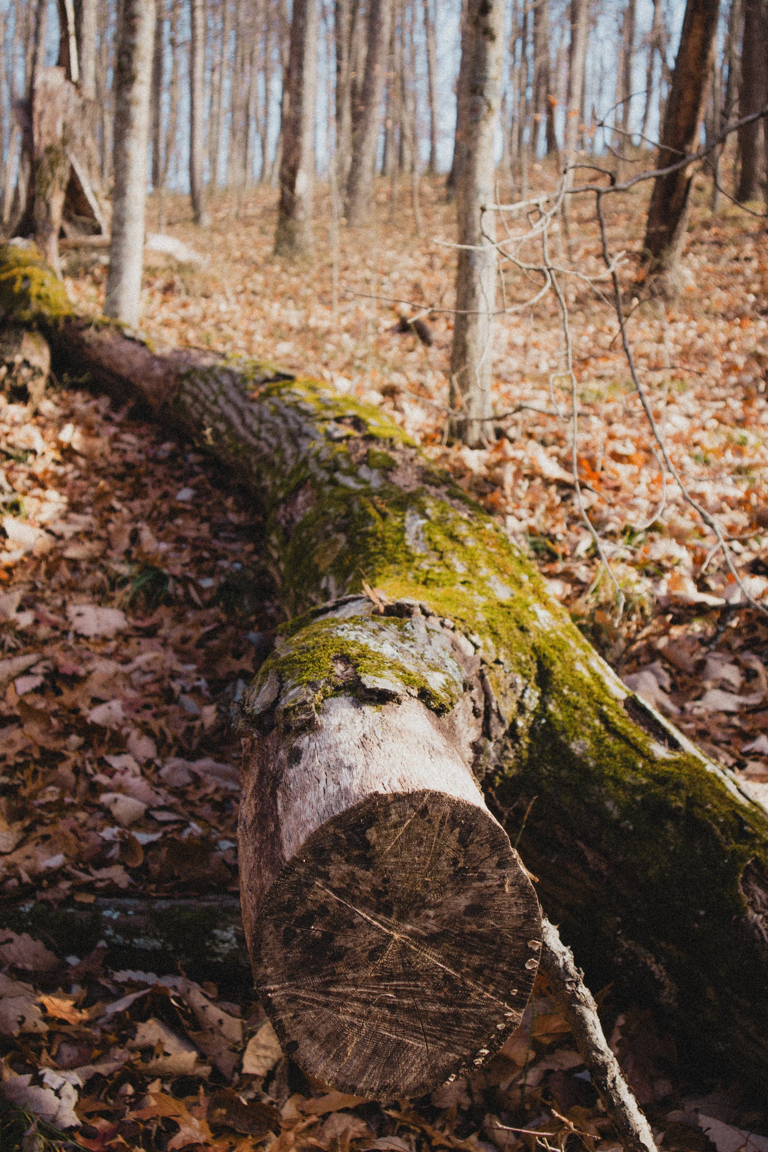 Content Pack 7-11.jpg