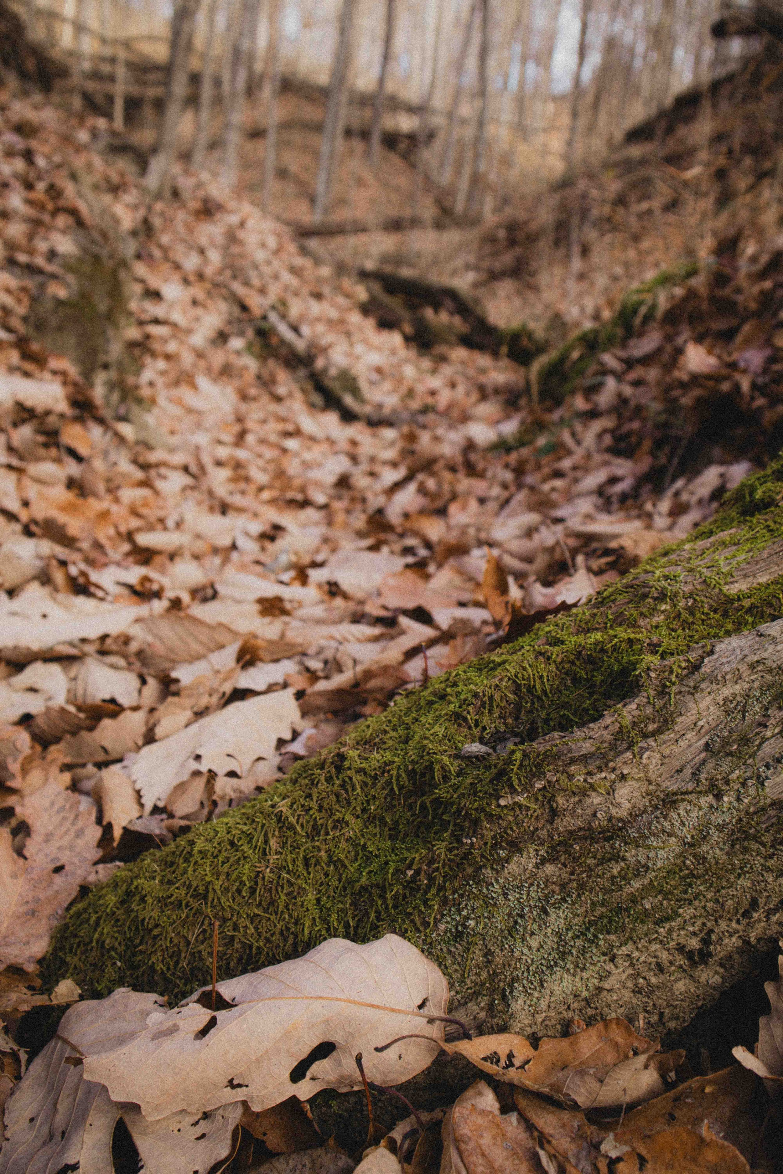 borwnocunty20mb (23 of 30).jpg