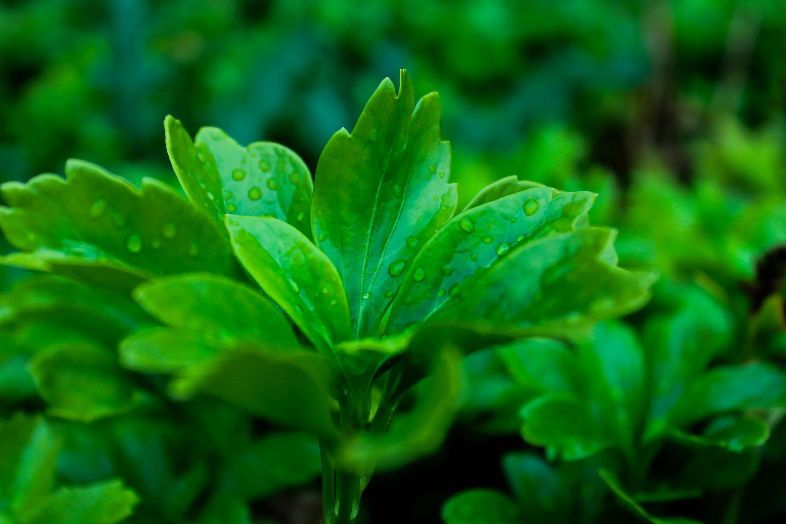 Deatailed plant.jpg