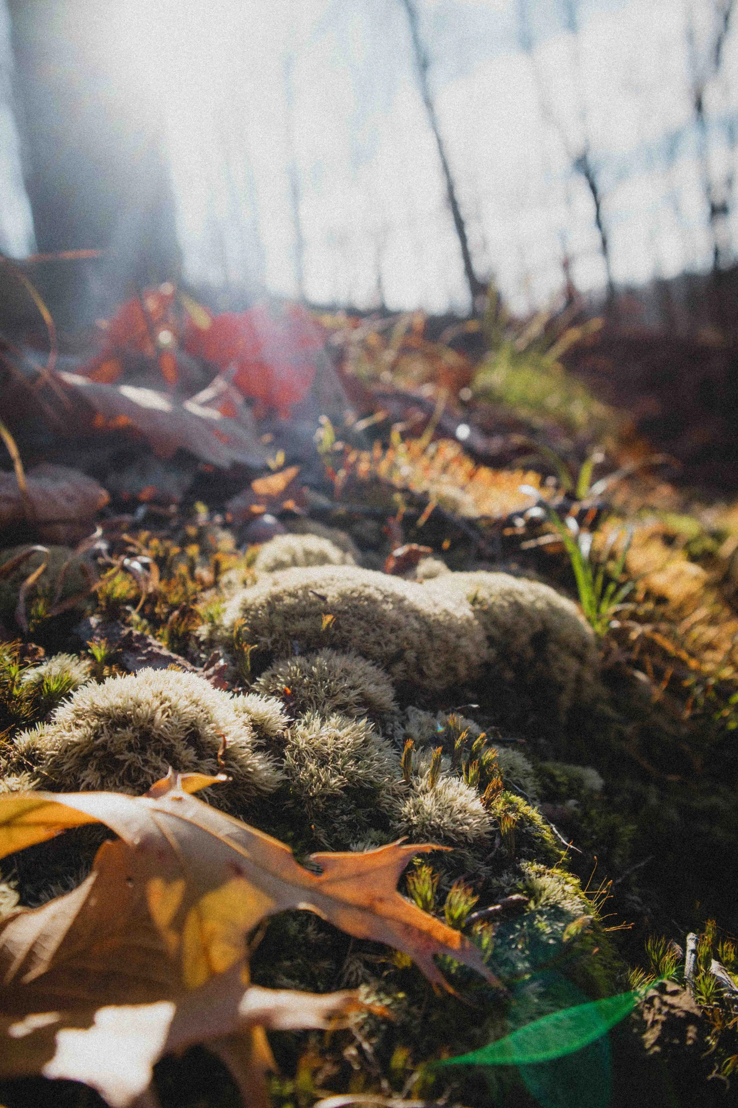 borwnocunty20mb (8 of 30).jpg